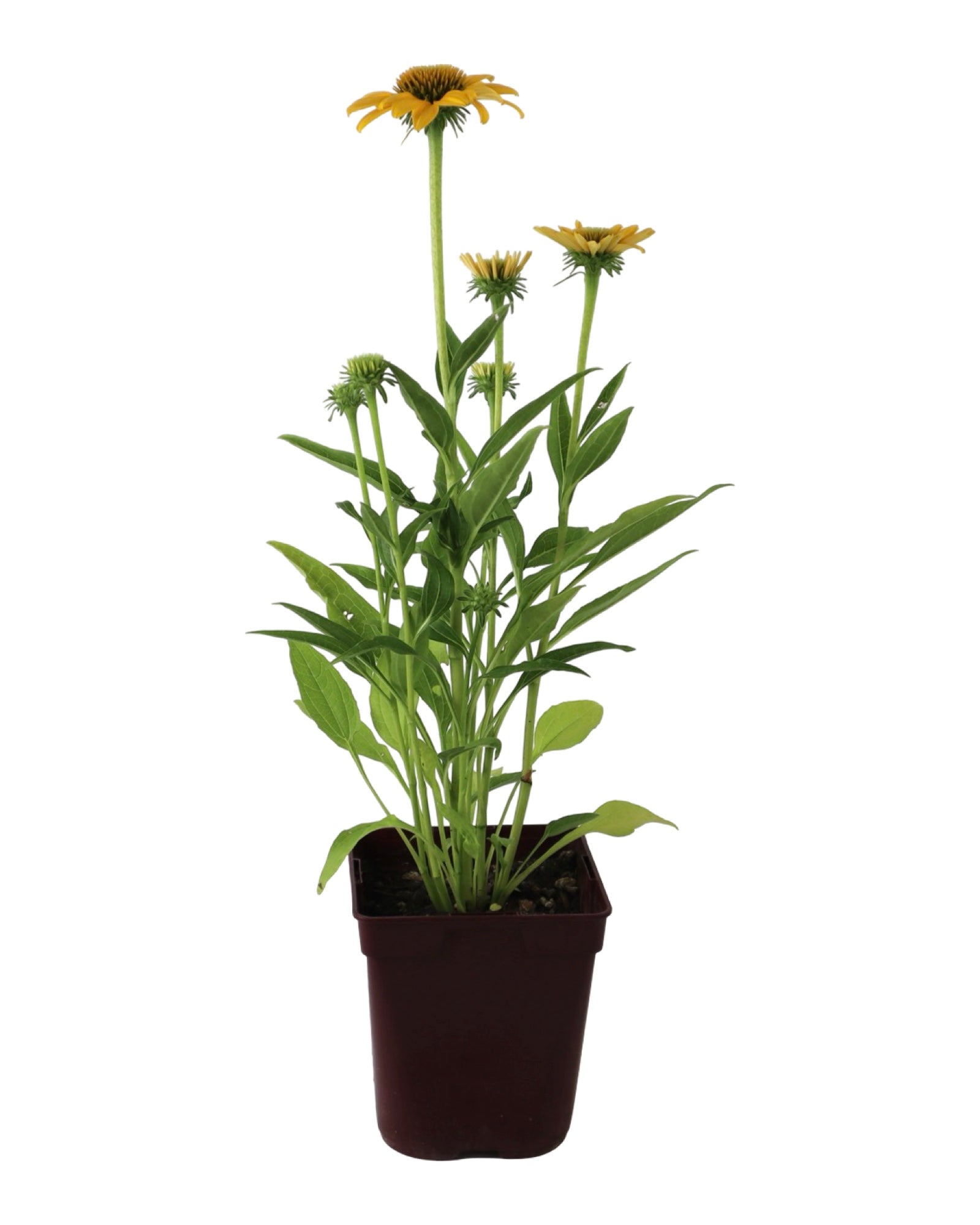 Echinacea 'Sombrero Poco Yellow' - Perennials