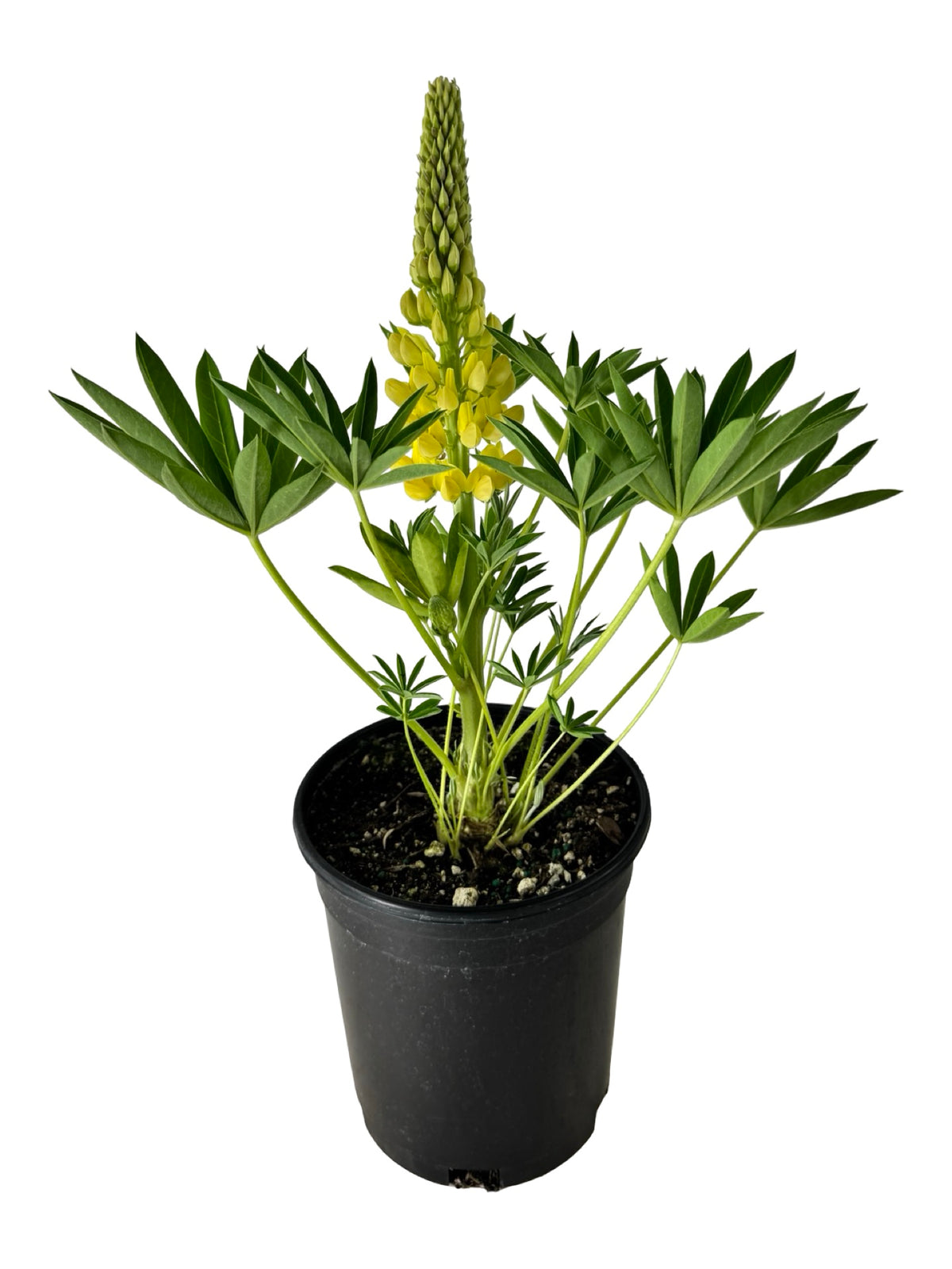 Lupinus 'Gallery Yellow' - Perennials