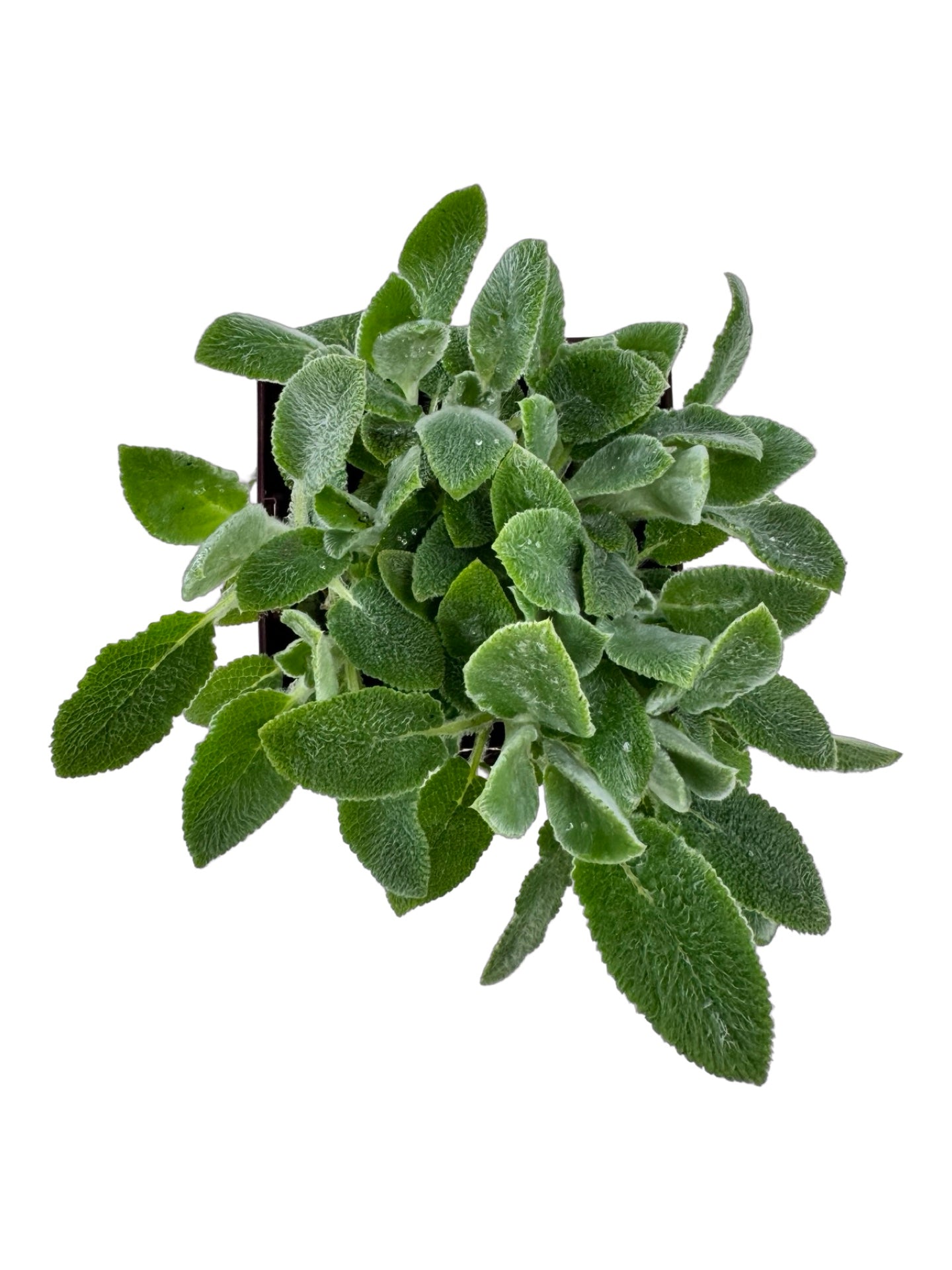 Stachys byzantina 'Silver Carpet' - Perennials