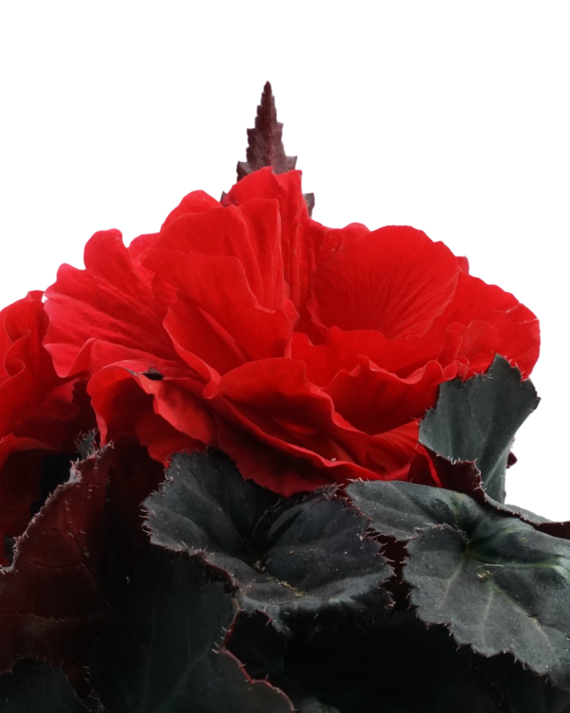 Begonia 'Nonstop Mocca Red' - Annuals