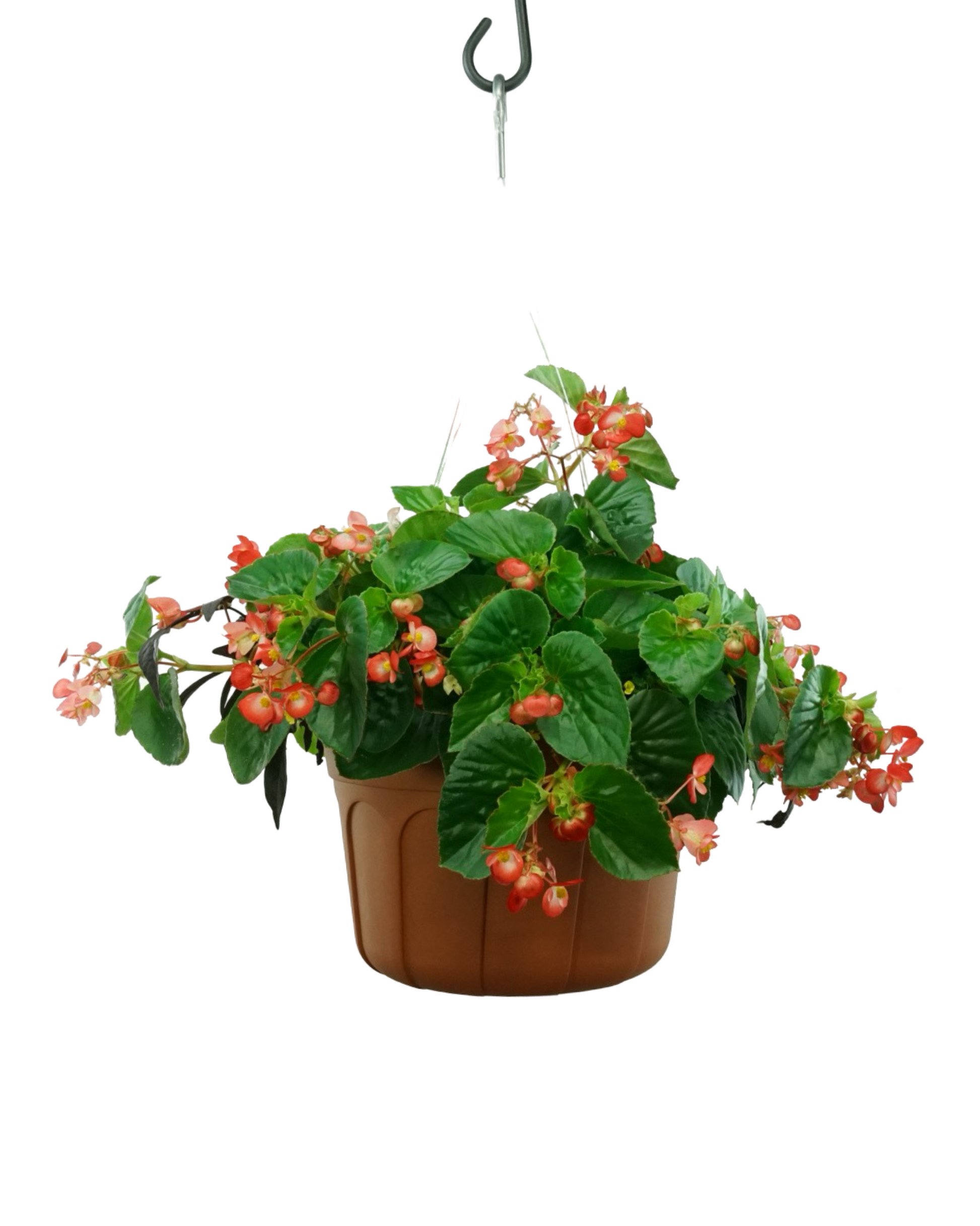 Basic Basket - Annuals
