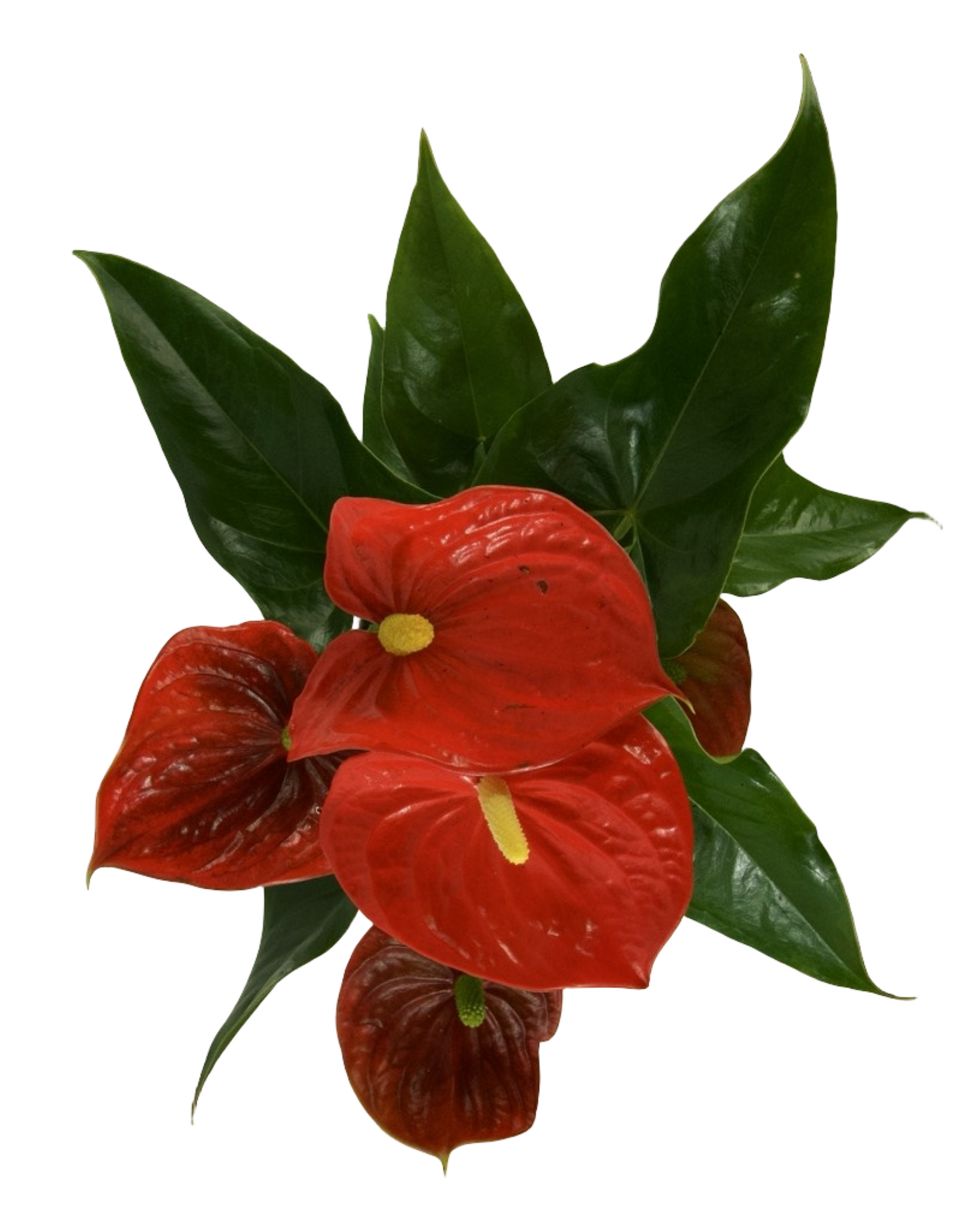 Anthurium andraeanum