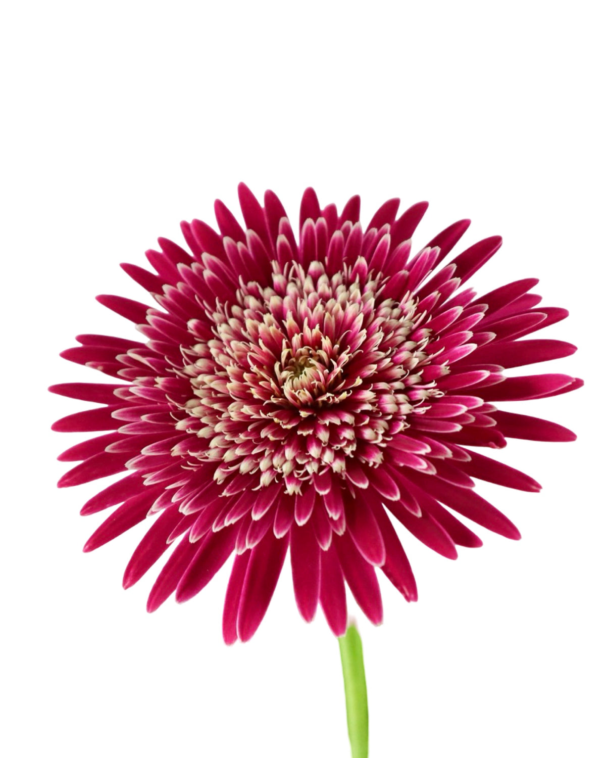 Gerbera Assorted - Annuals