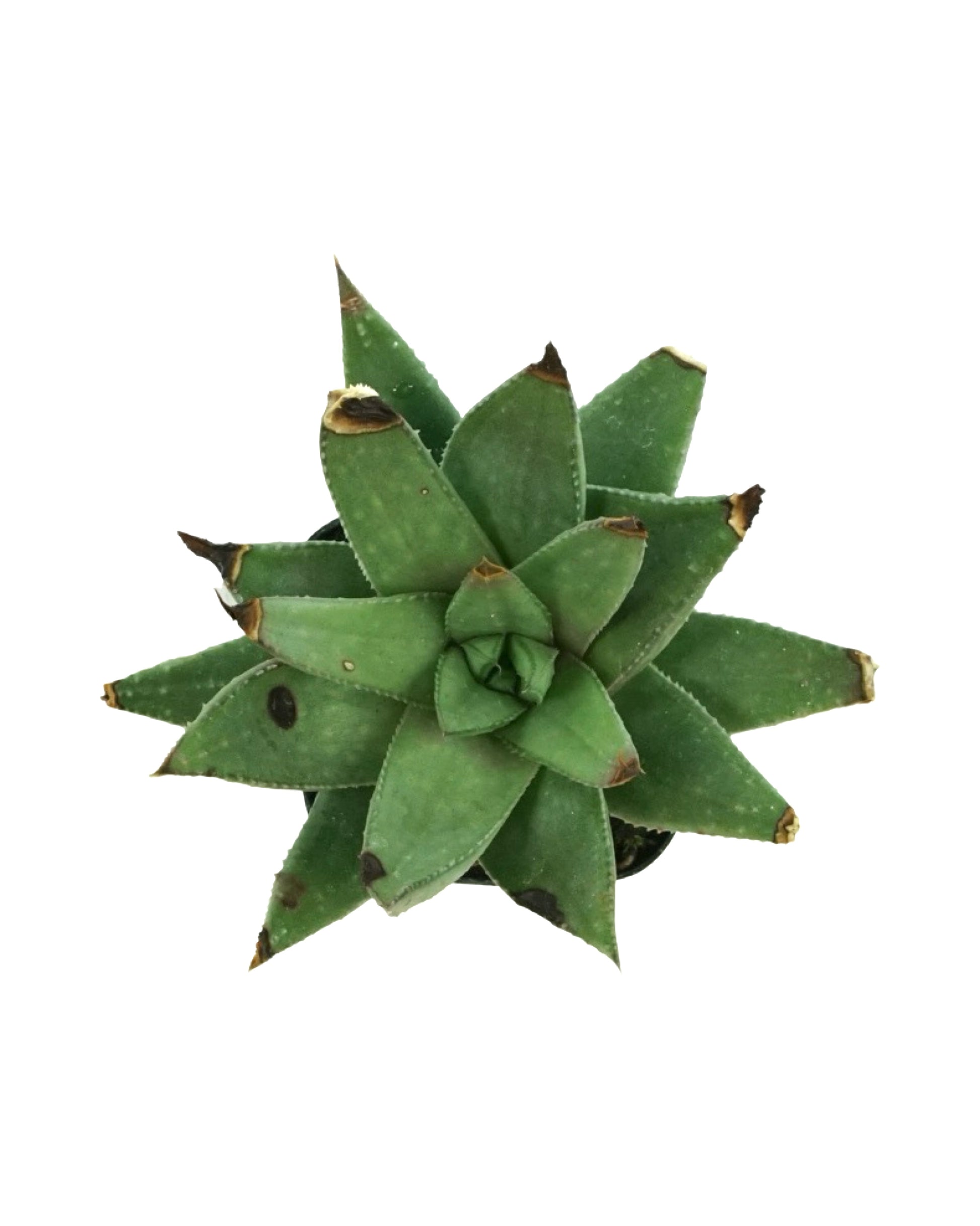 Plant Poppers 2 Inch - Tropical Plants