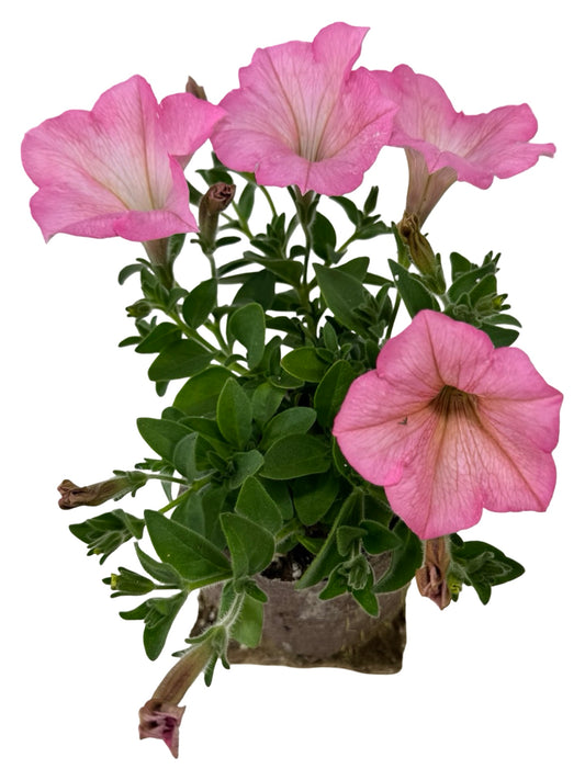 Petunia 'Heavenly Cashmere Pink' - Annuals
