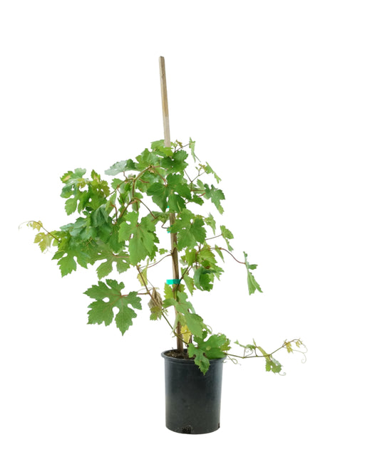 Vitis vinifera 'Flame Seedless'