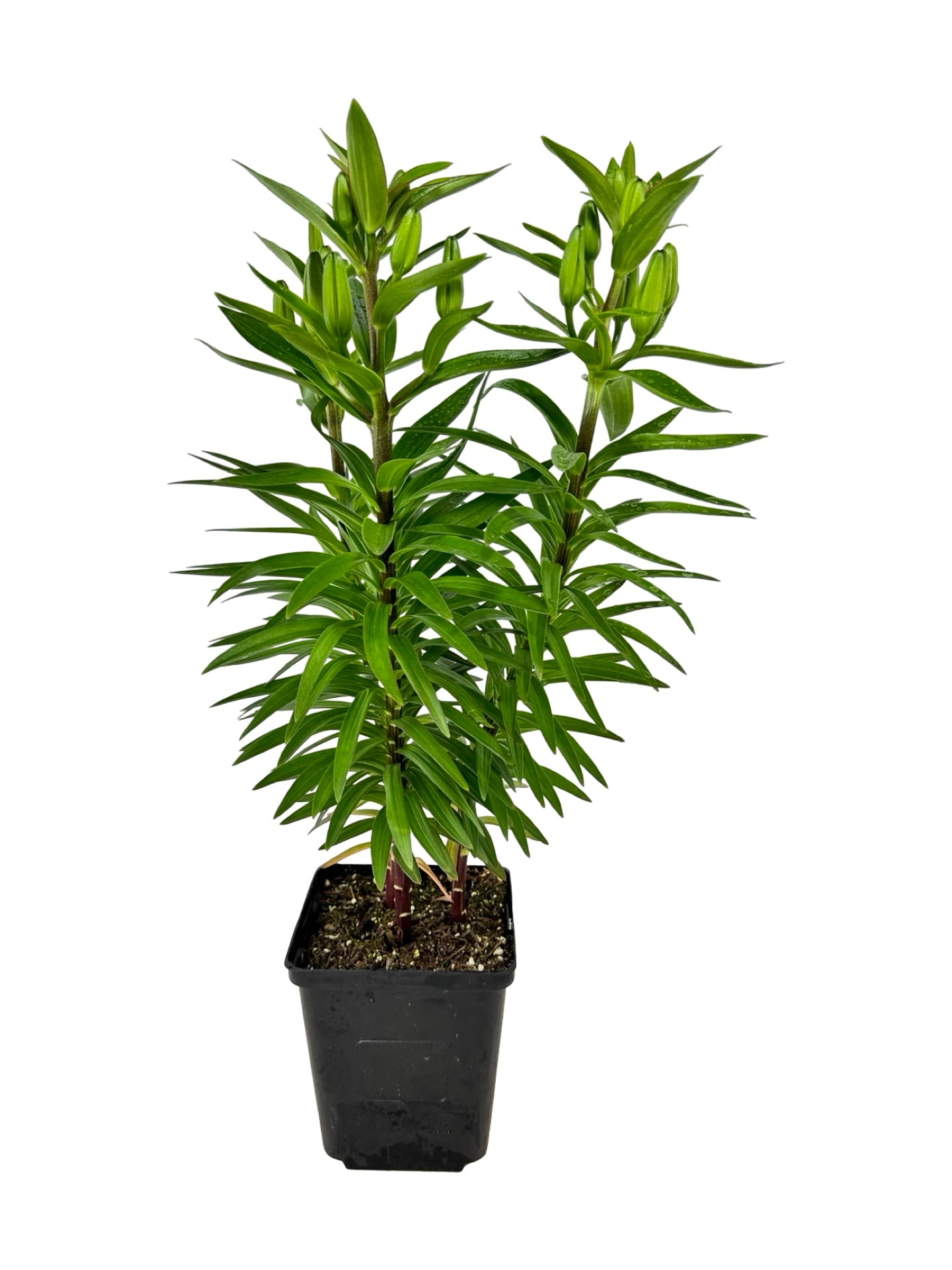 Lilium asiatic 'Orange Matrix' - Perennials