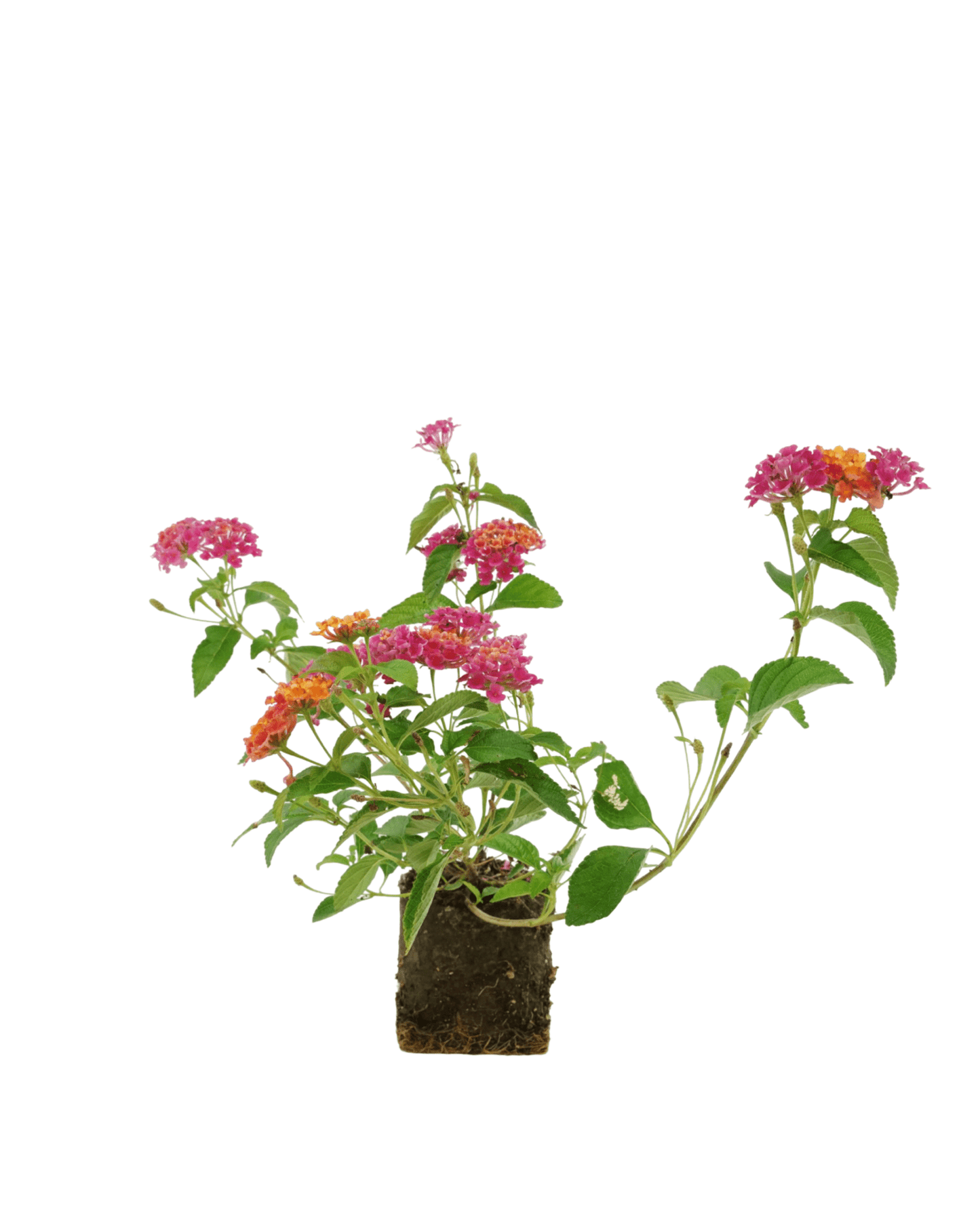 Lantana 'Landmark Sunrise Rose' - The Garden Corner