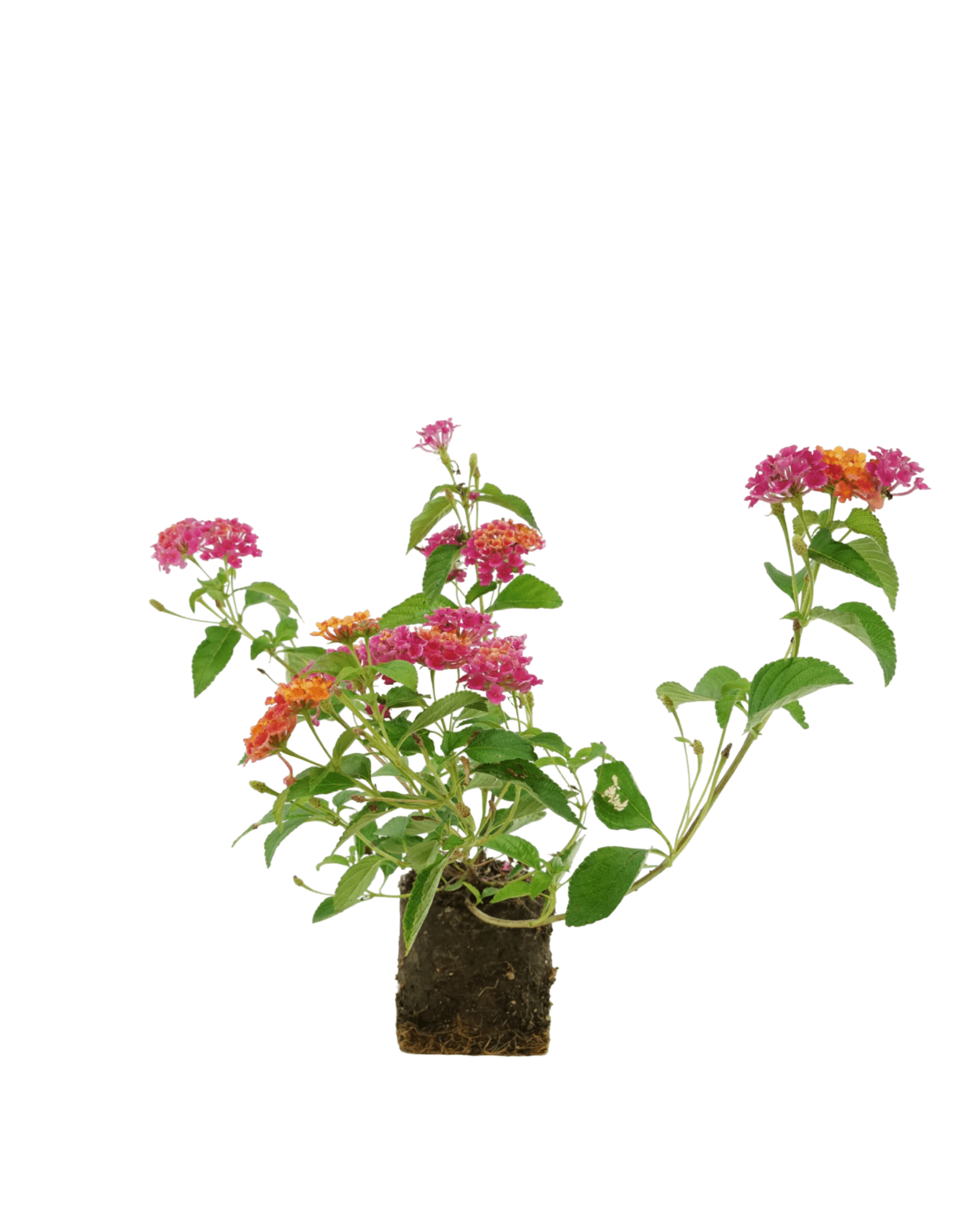 Lantana 'Landmark Sunrise Rose' - The Garden Corner