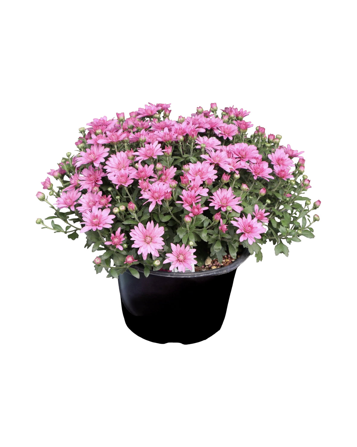Garden Mum - Seasonal Plant