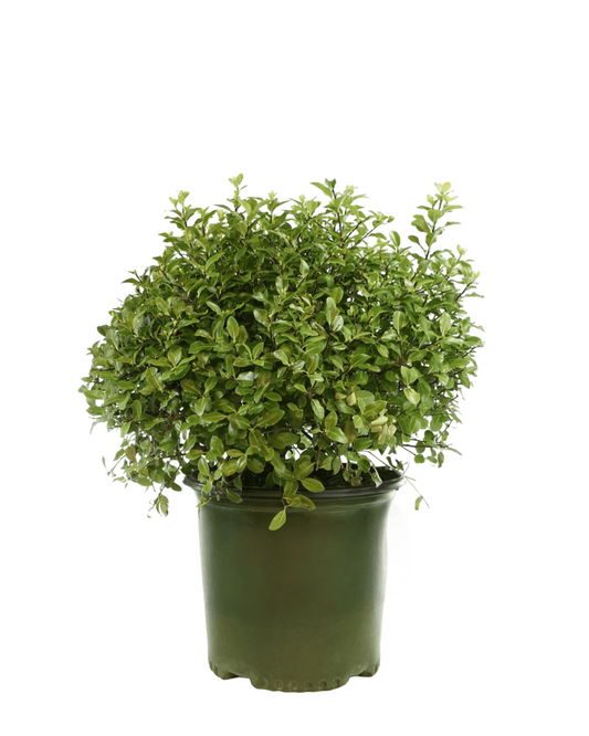 Pittosporum tenuifolium 'Golf Ball' - The Garden Corner