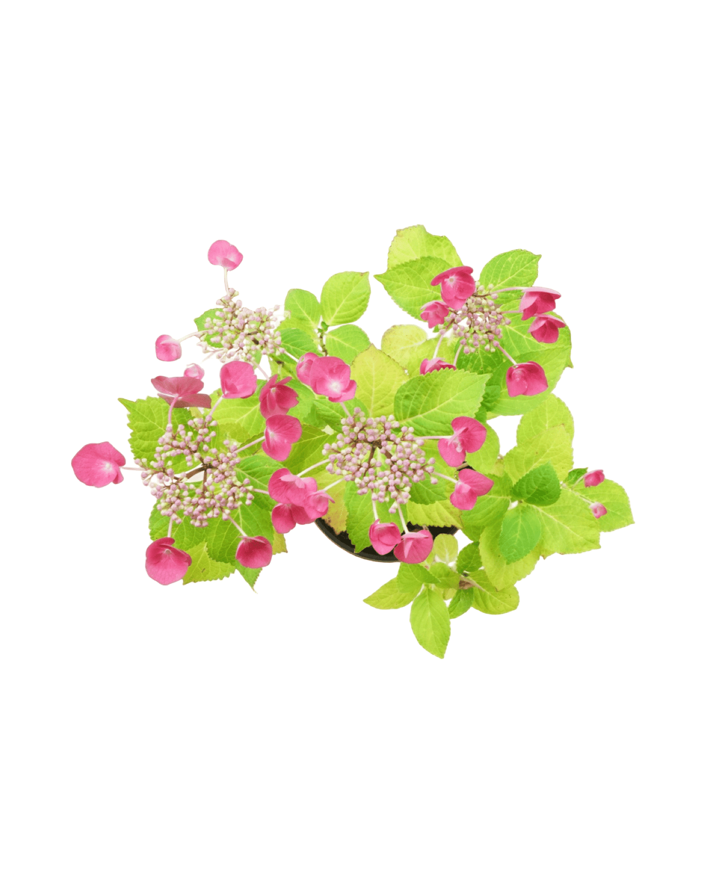 Hydrangea macrophylla 'Bloomables Cherry Explosion' - The Garden Corner