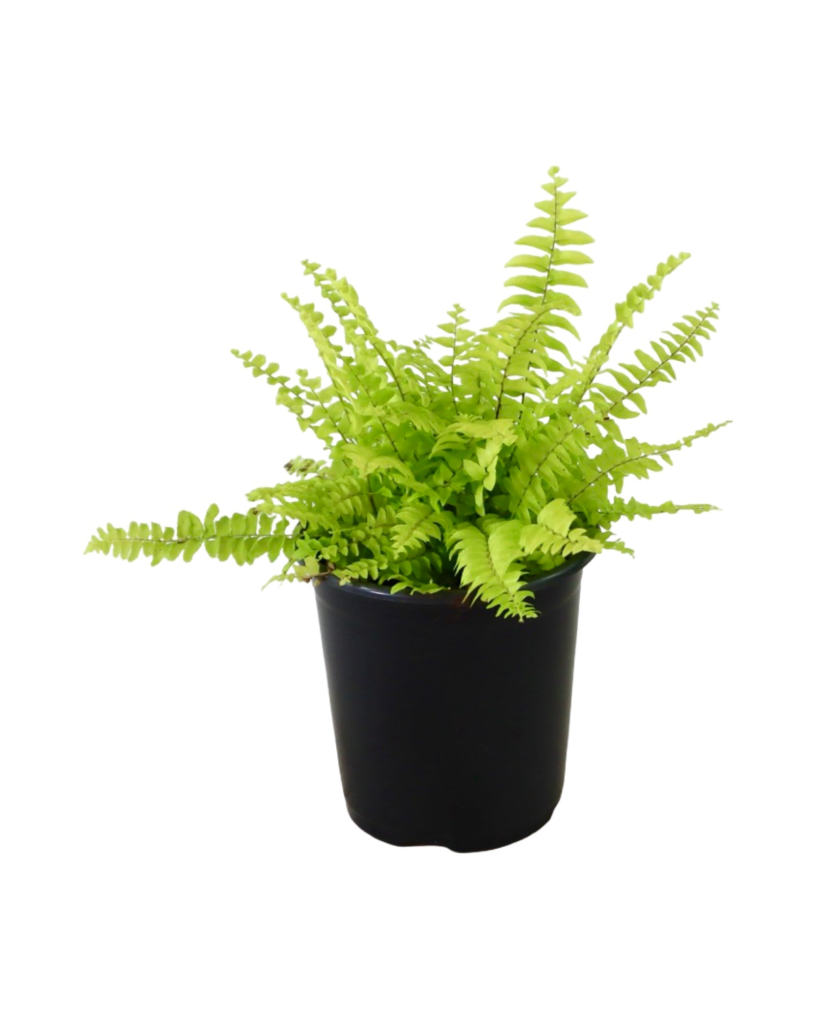 Nephrolepis exaltata 'Blue Bell' - House Plants
