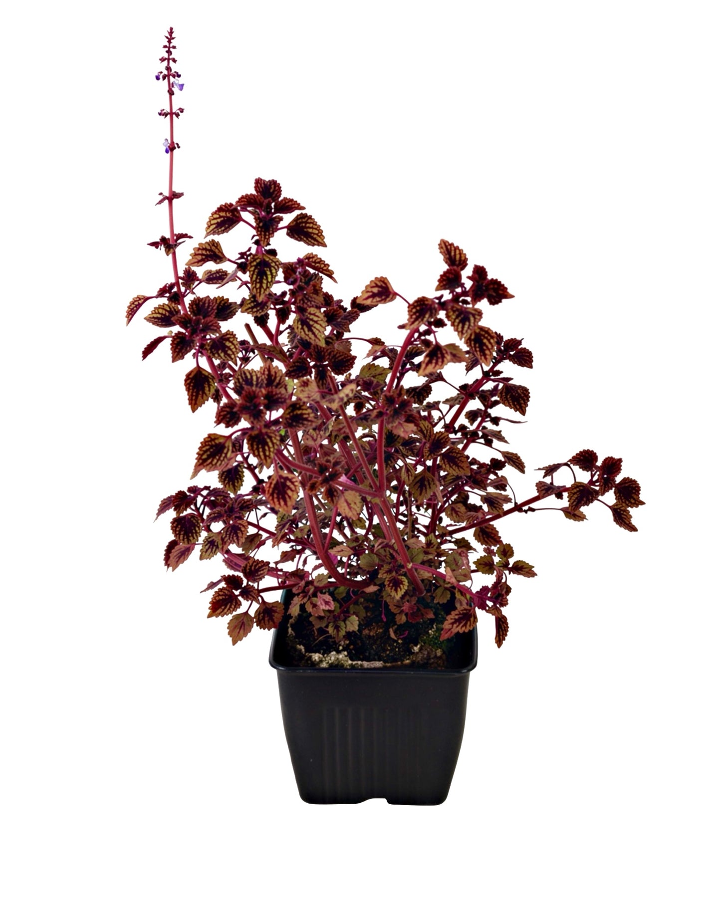 Coleus 'Great Falls Rose Gold' - Annuals