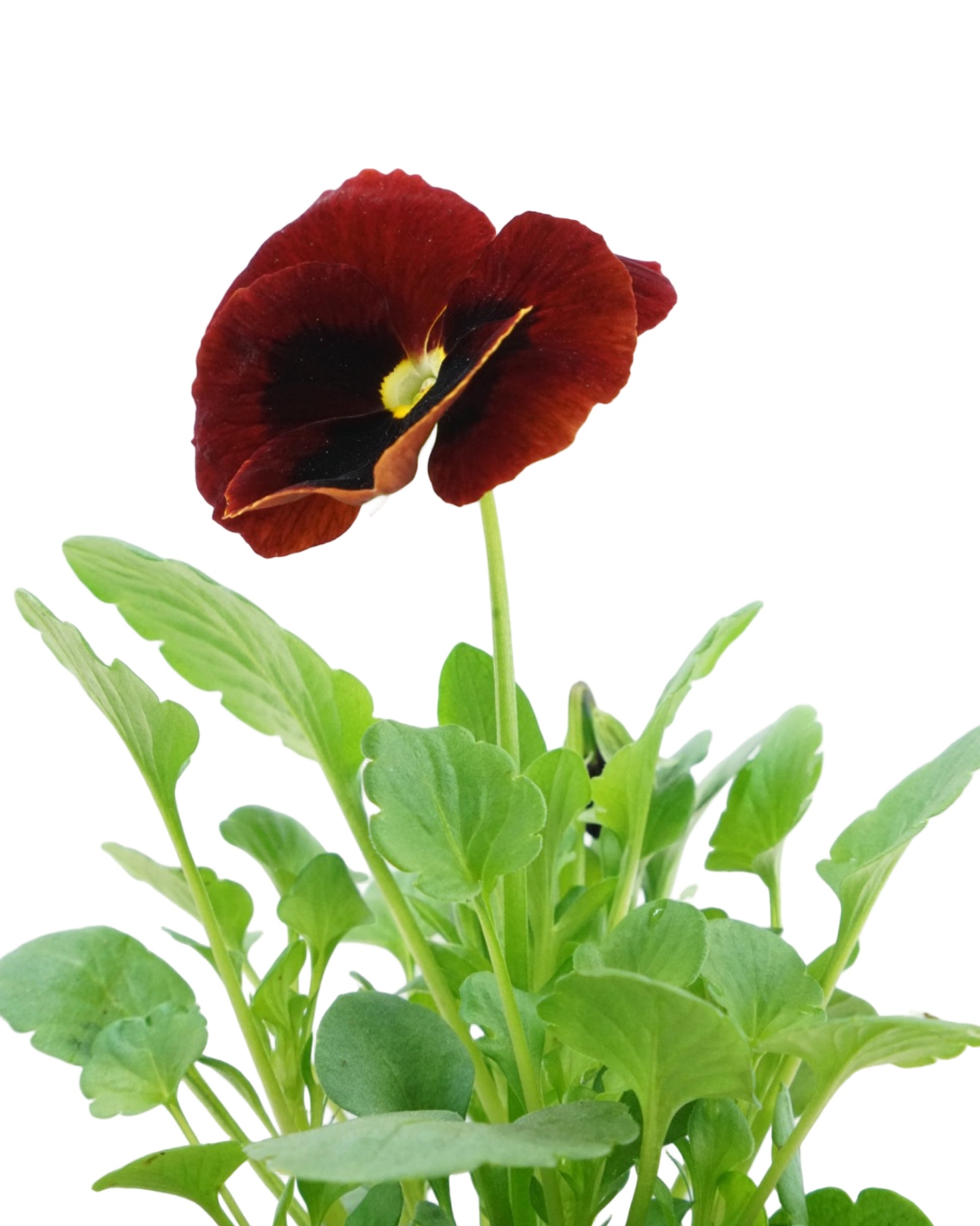 pansy indoor or outdoor plant Pansy – The Garden Corner