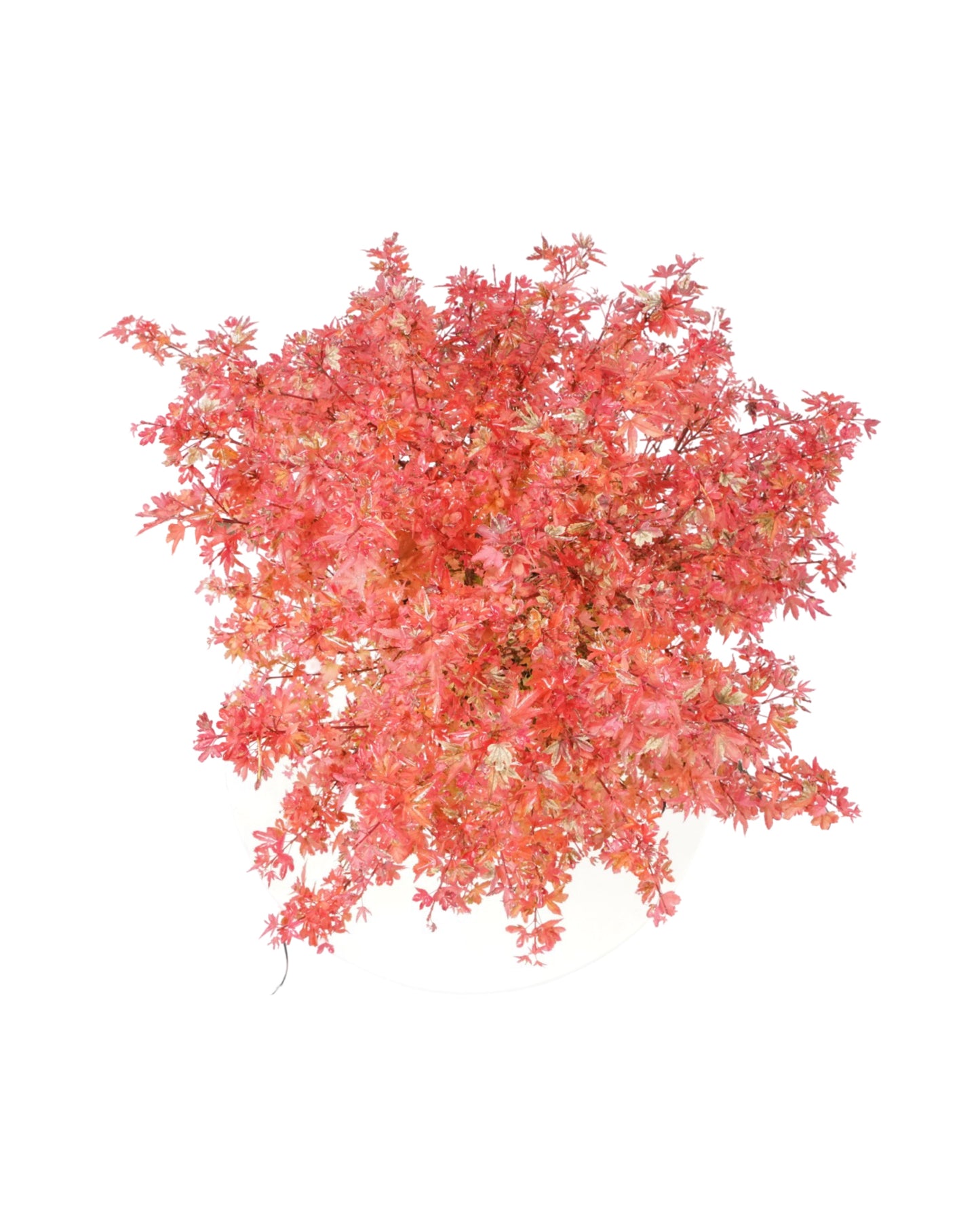 Acer palmatum 'Koto Maru'