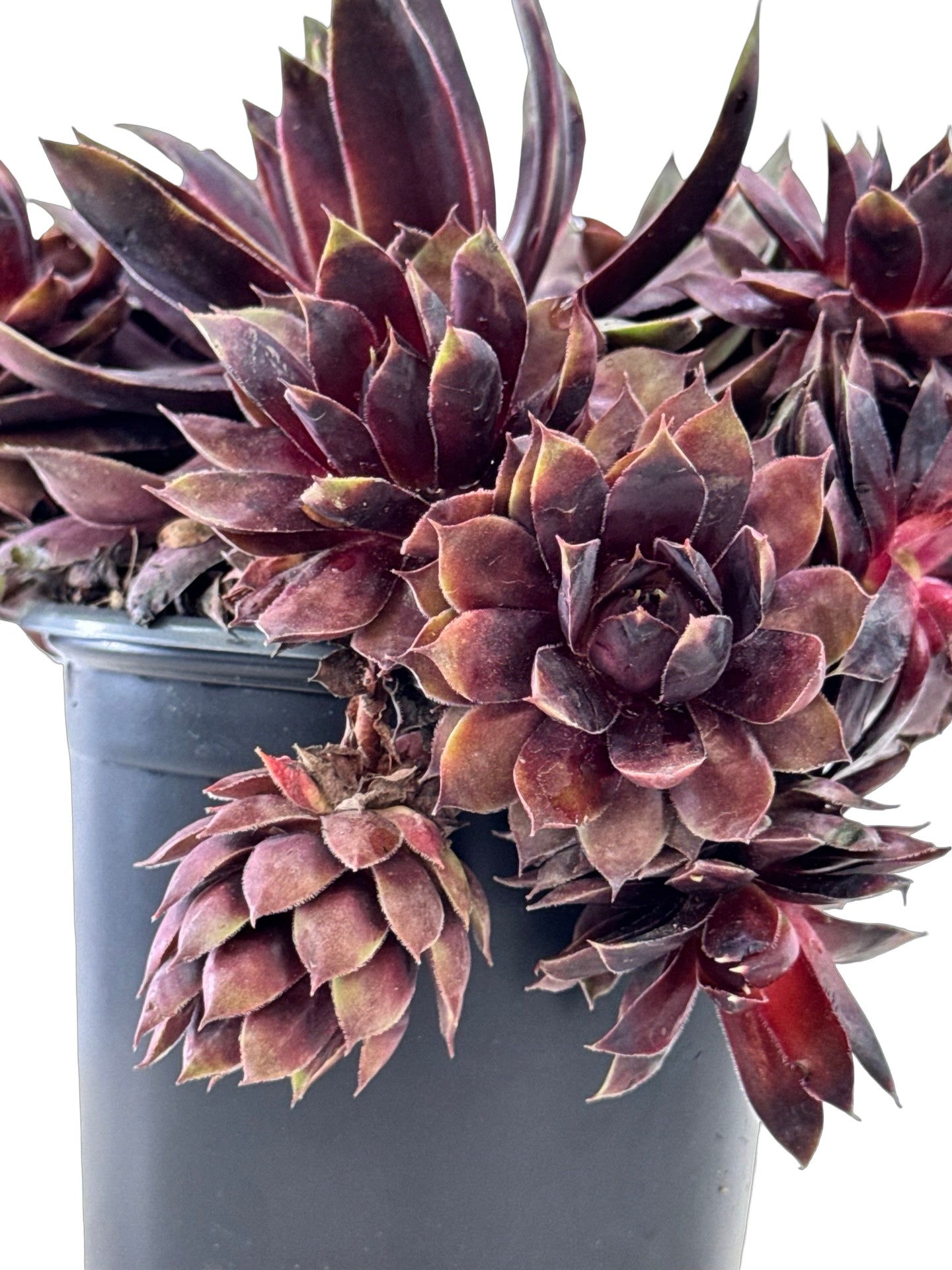 Sempervivum 'Chick Charm Cranberry Cocktail' - Groundcovers