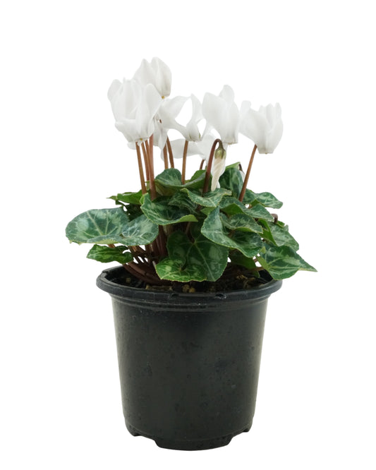 Cyclamen 'Miracle White'