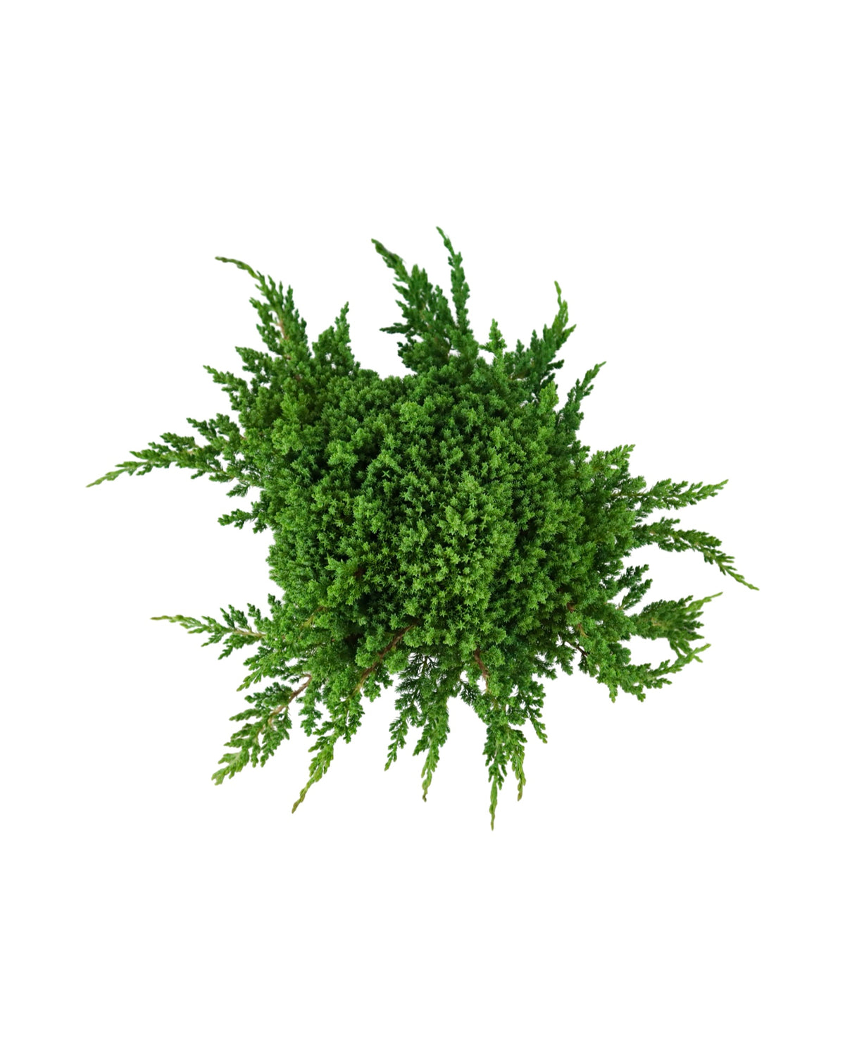 Juniperus procumbens 'Green Mound' - Shrubs