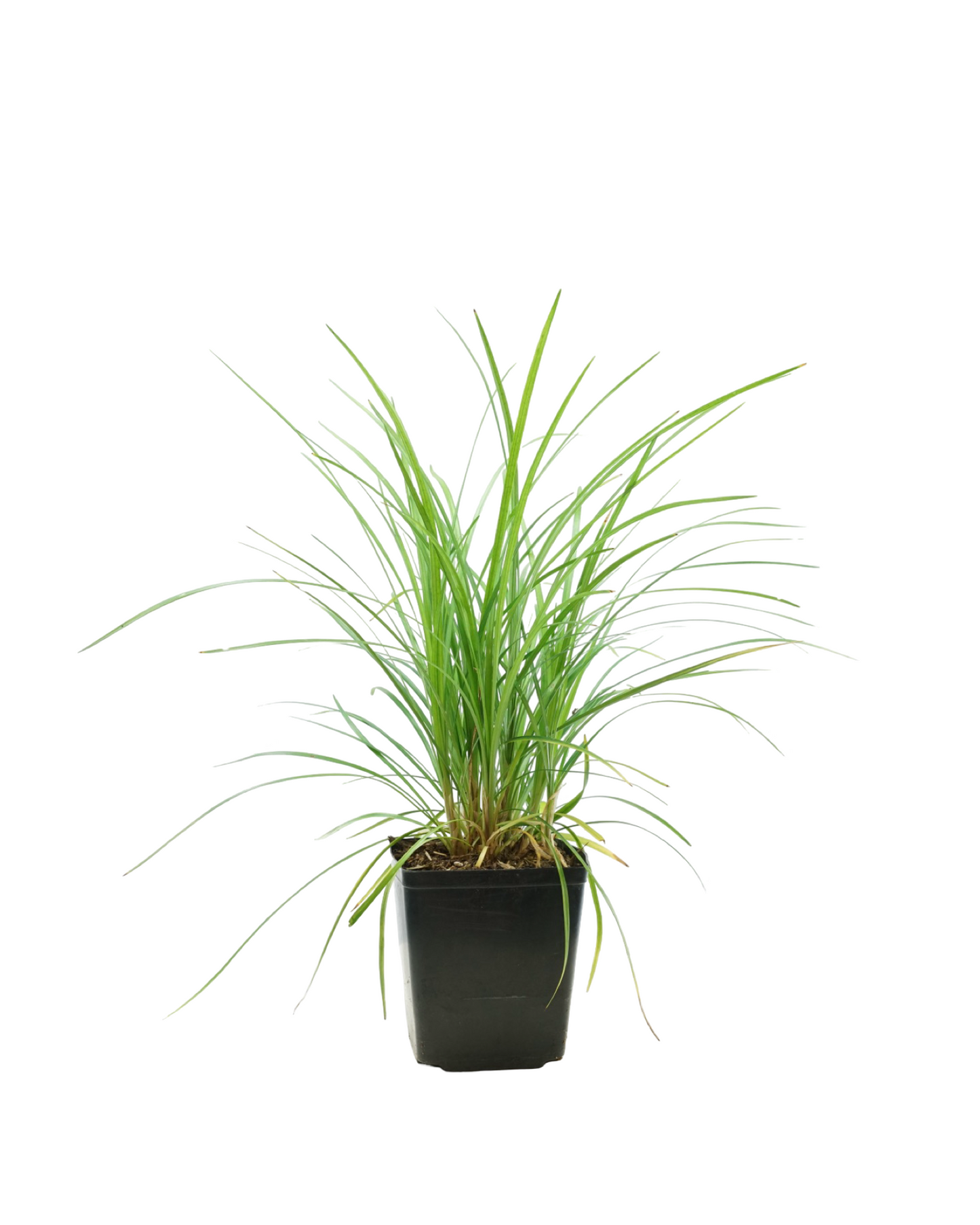 Liriope spicata - Perennials