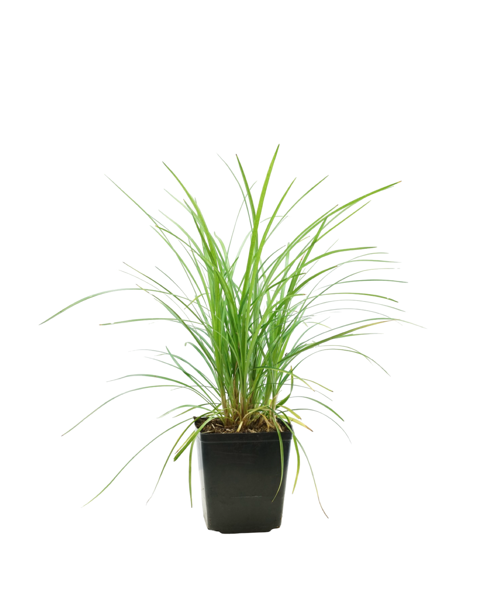 Liriope spicata - Perennials