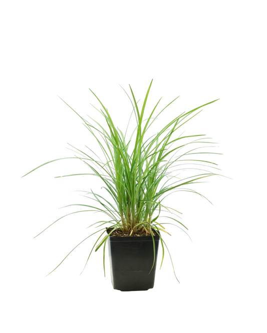 Liriope spicata - Perennials