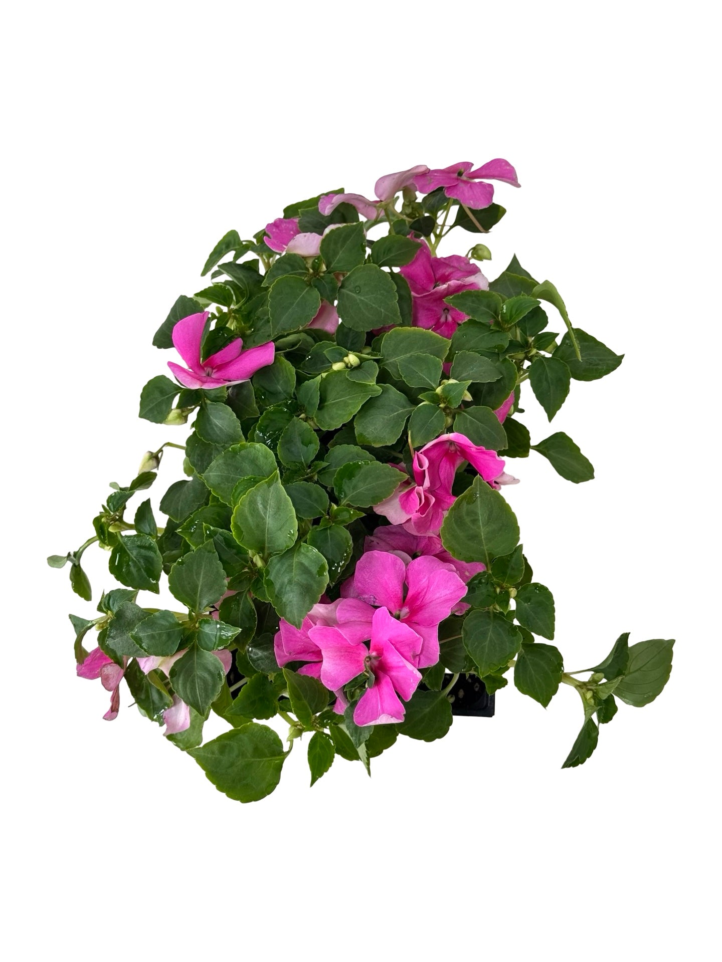 Impatiens Beacon 'Light Pink' - Annuals