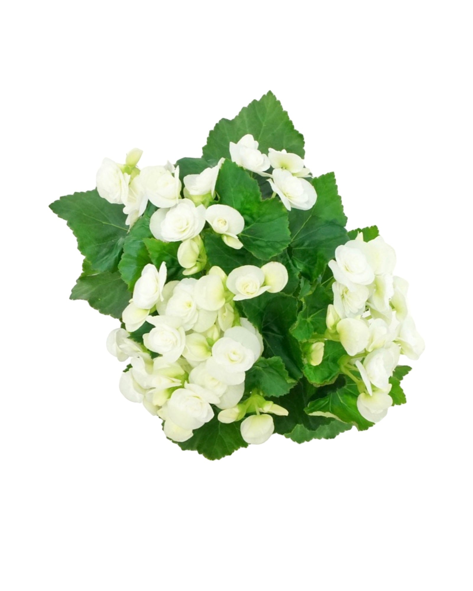 Begonia x hiemalis - The Garden Corner