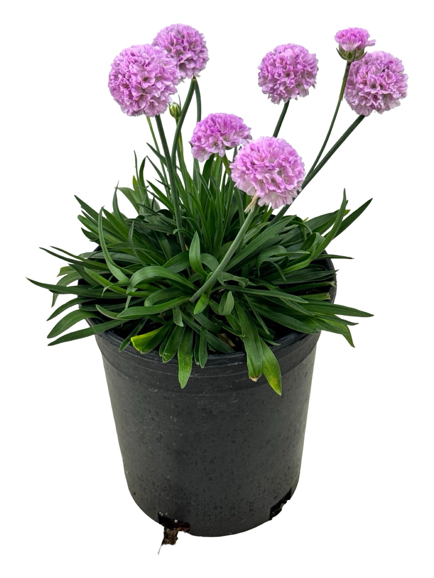 Armeria pseudarmeria 'Sweet Dreams' - Perennials