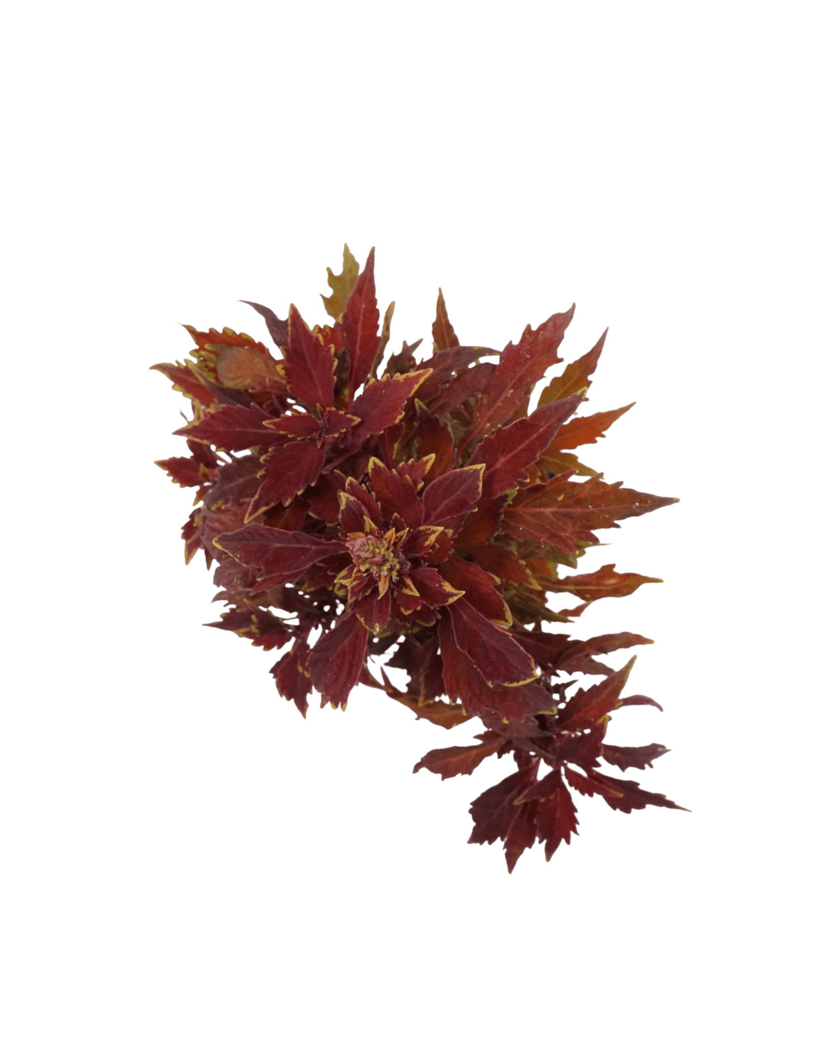 Coleus 'Flame Thrower Habanero' - The Garden Corner