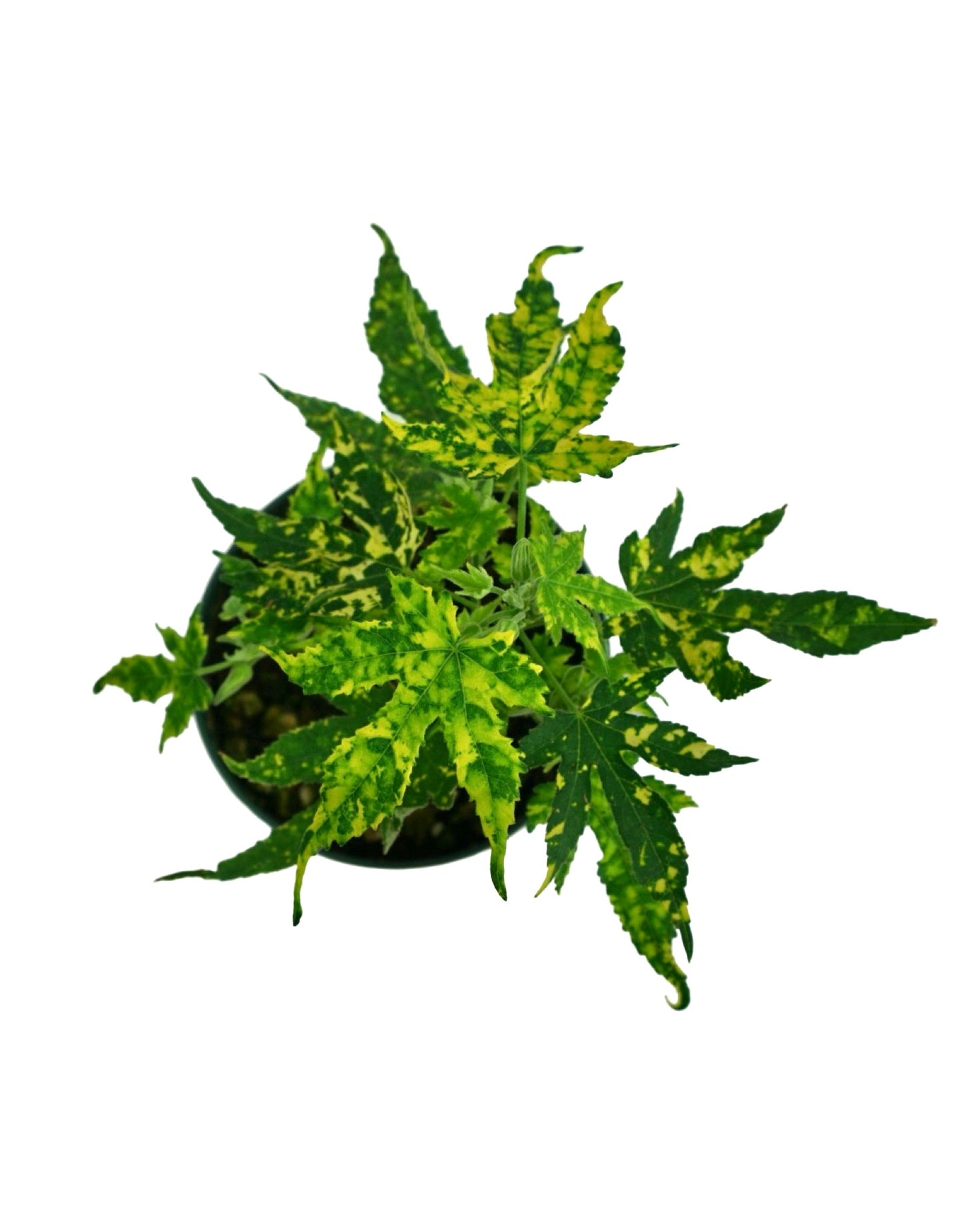 Abutilon pictum 'Thompsonii'
