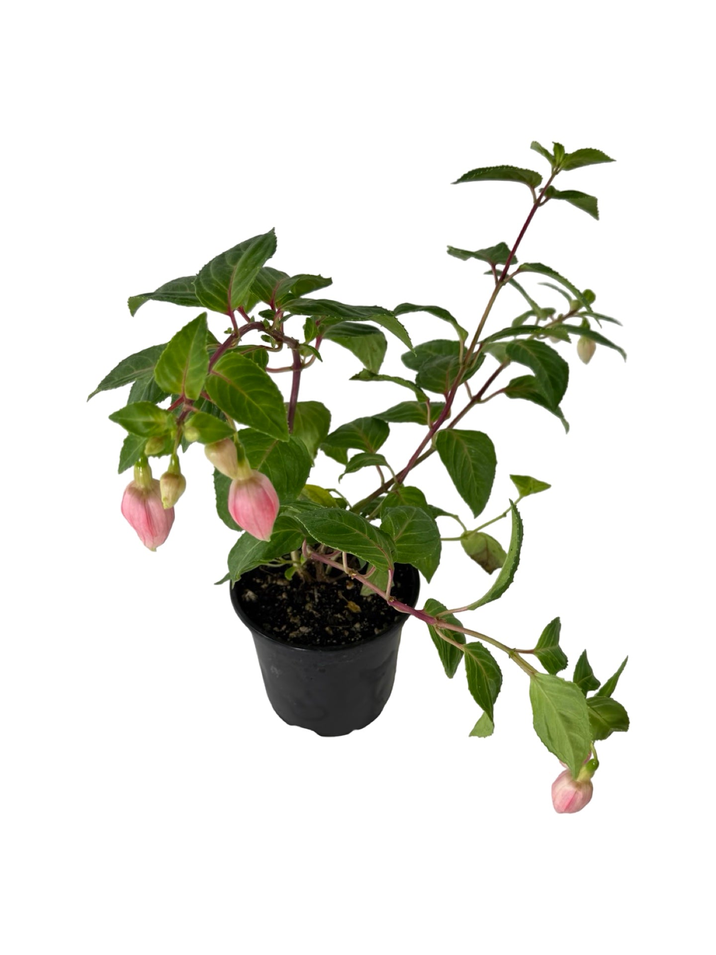 Fuchsia 'Bicentennial' - Annuals