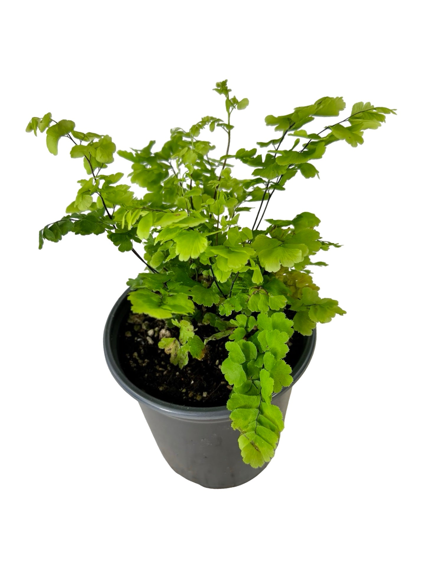 Adiantum raddianum 'Pacific Maid' - House Plants