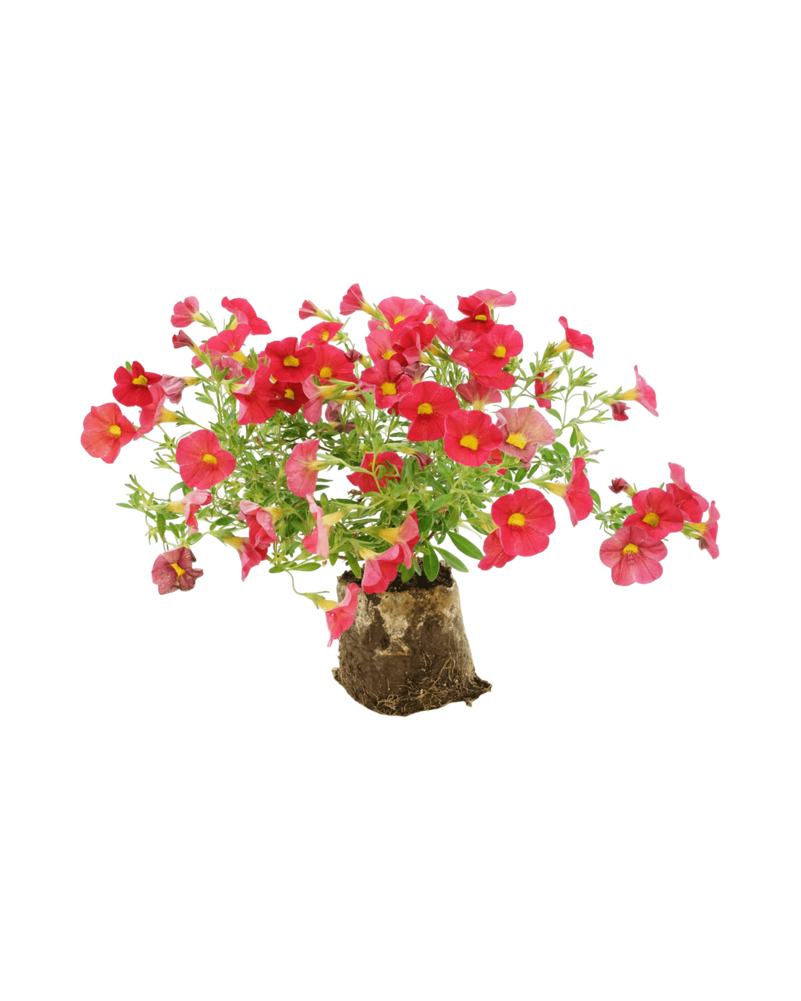 Calibrachoa 'Bloomtastic Red' - The Garden Corner