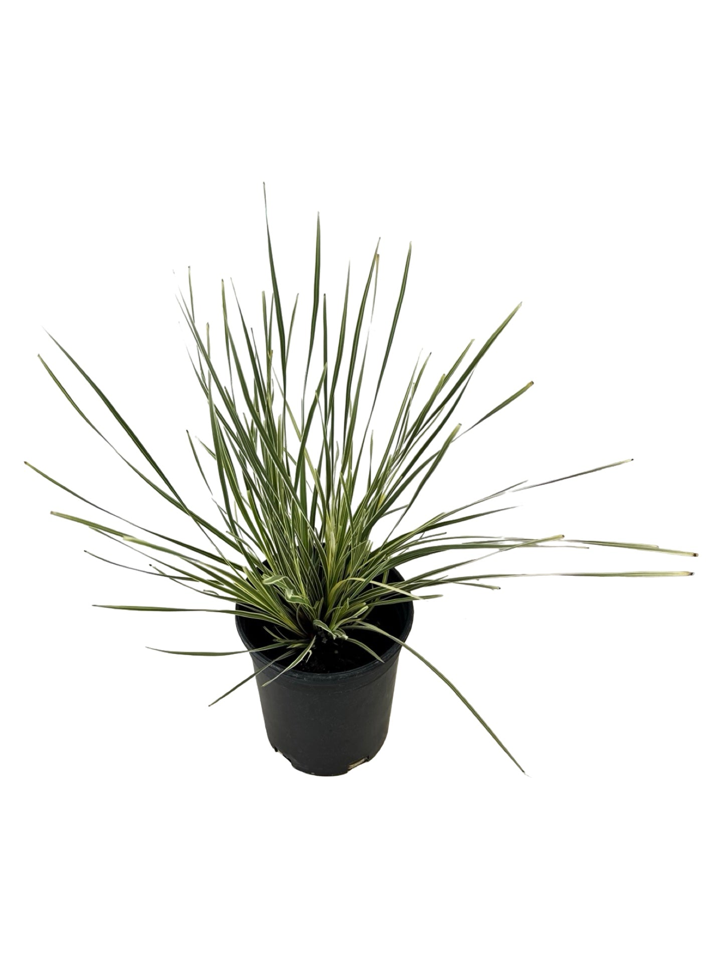 Lomandra longifolia 'Platinum Beauty' - Perennials