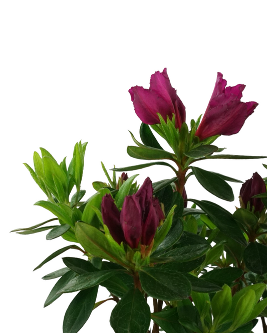 Azalea x 'Girard's Fuchsia'