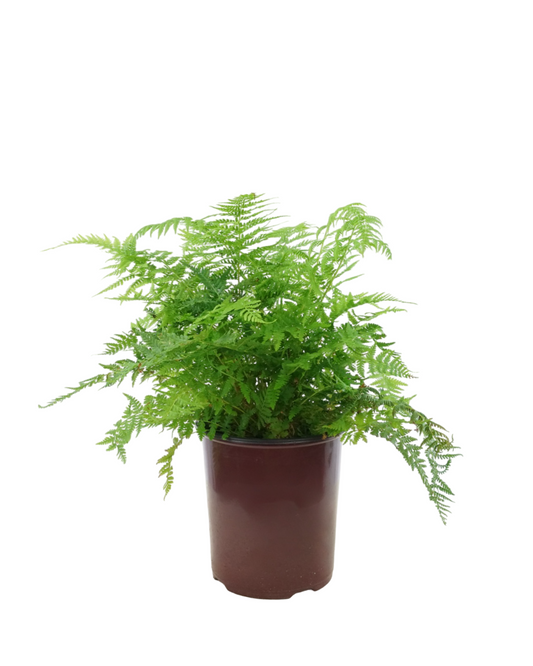Athyrium filix-femina 'Lady in Red'