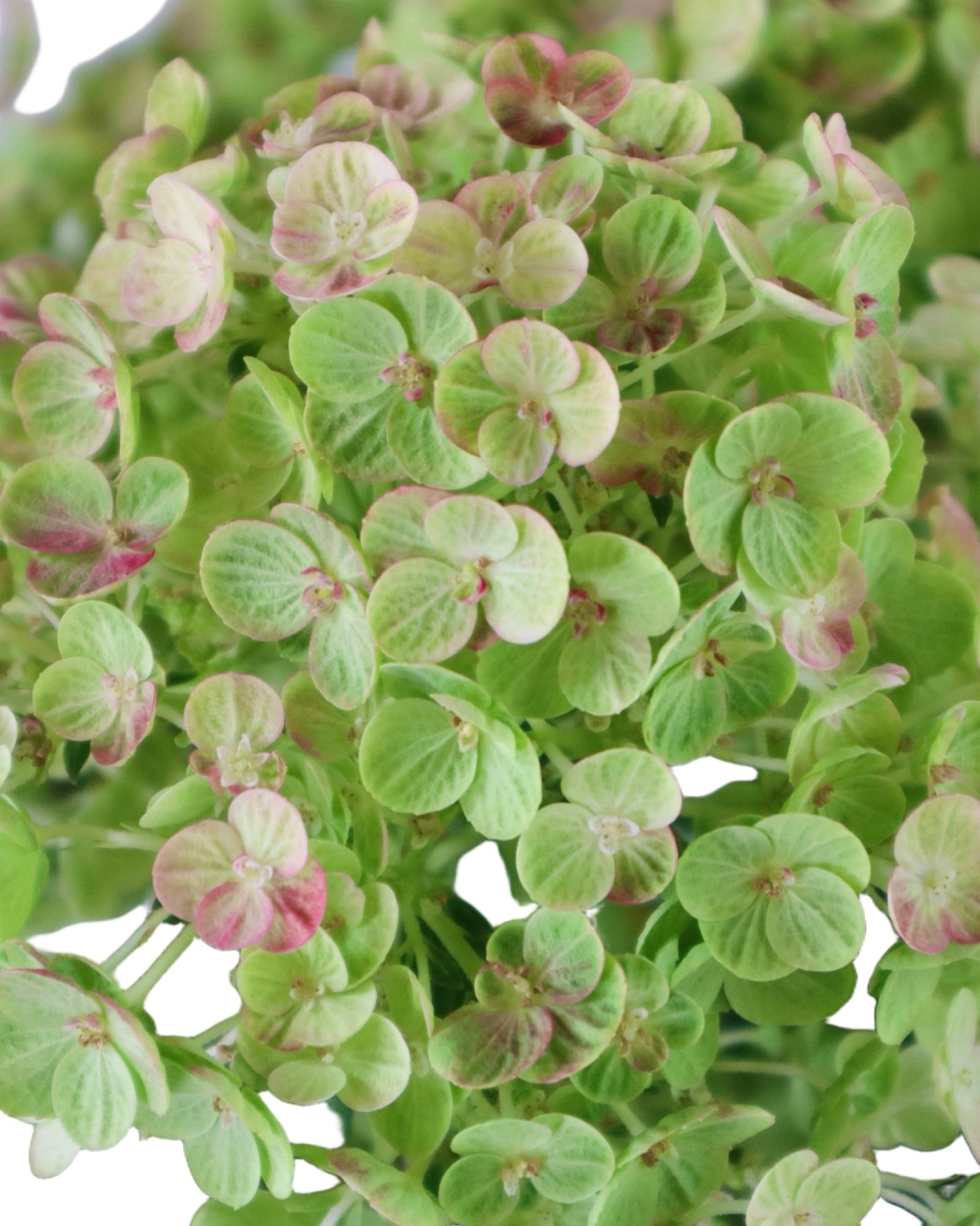 Hydrangea paniculata Tiny Quick Fire® - Shrubs