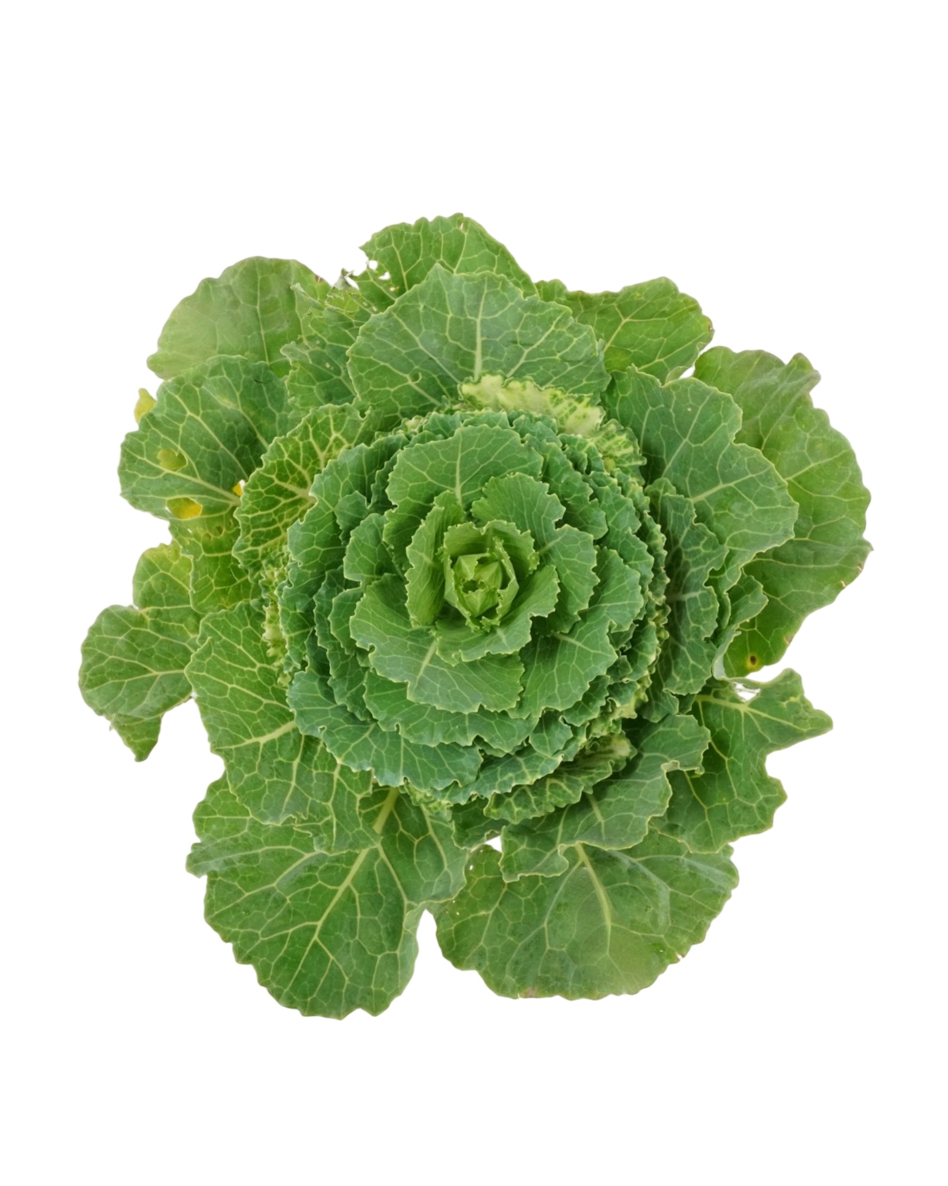 Cabbage 'Pigeon White' - Seasonal Plant
