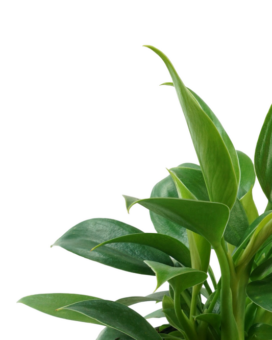 Philodendron selloum (Green Princess) - House Plants