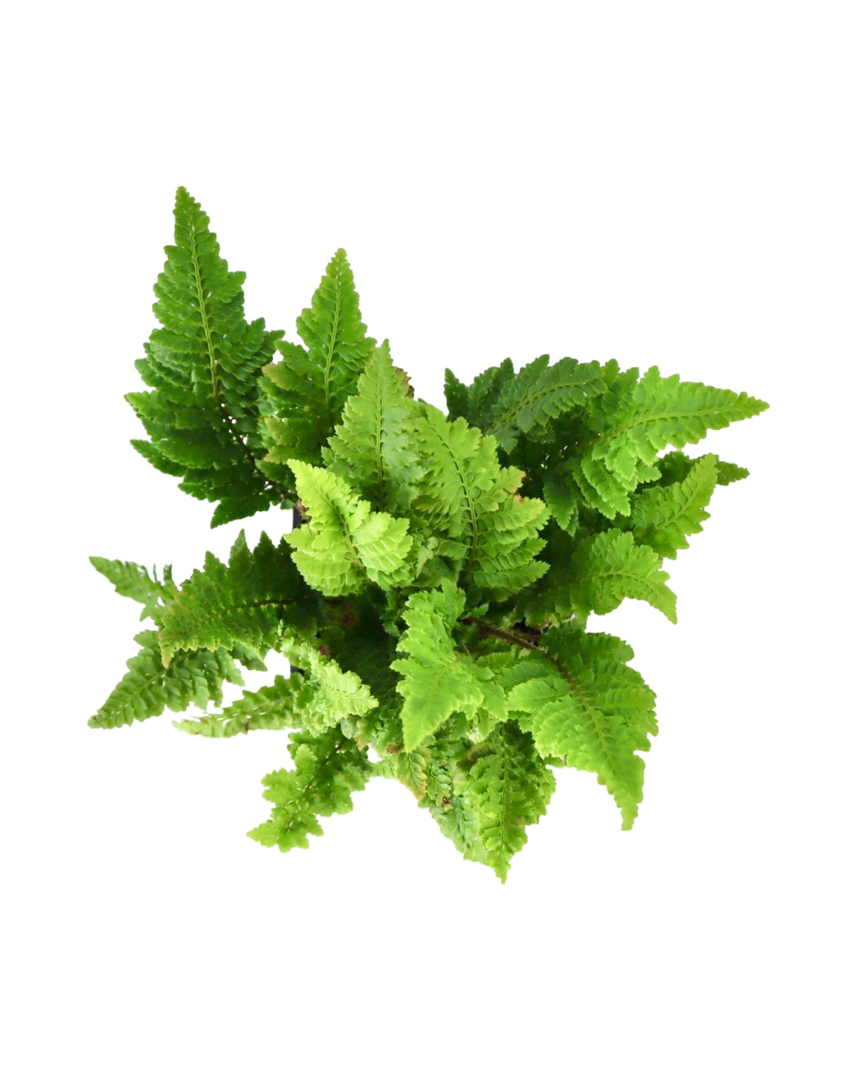 Polystichum setiferum 'Congestum' - Perennials