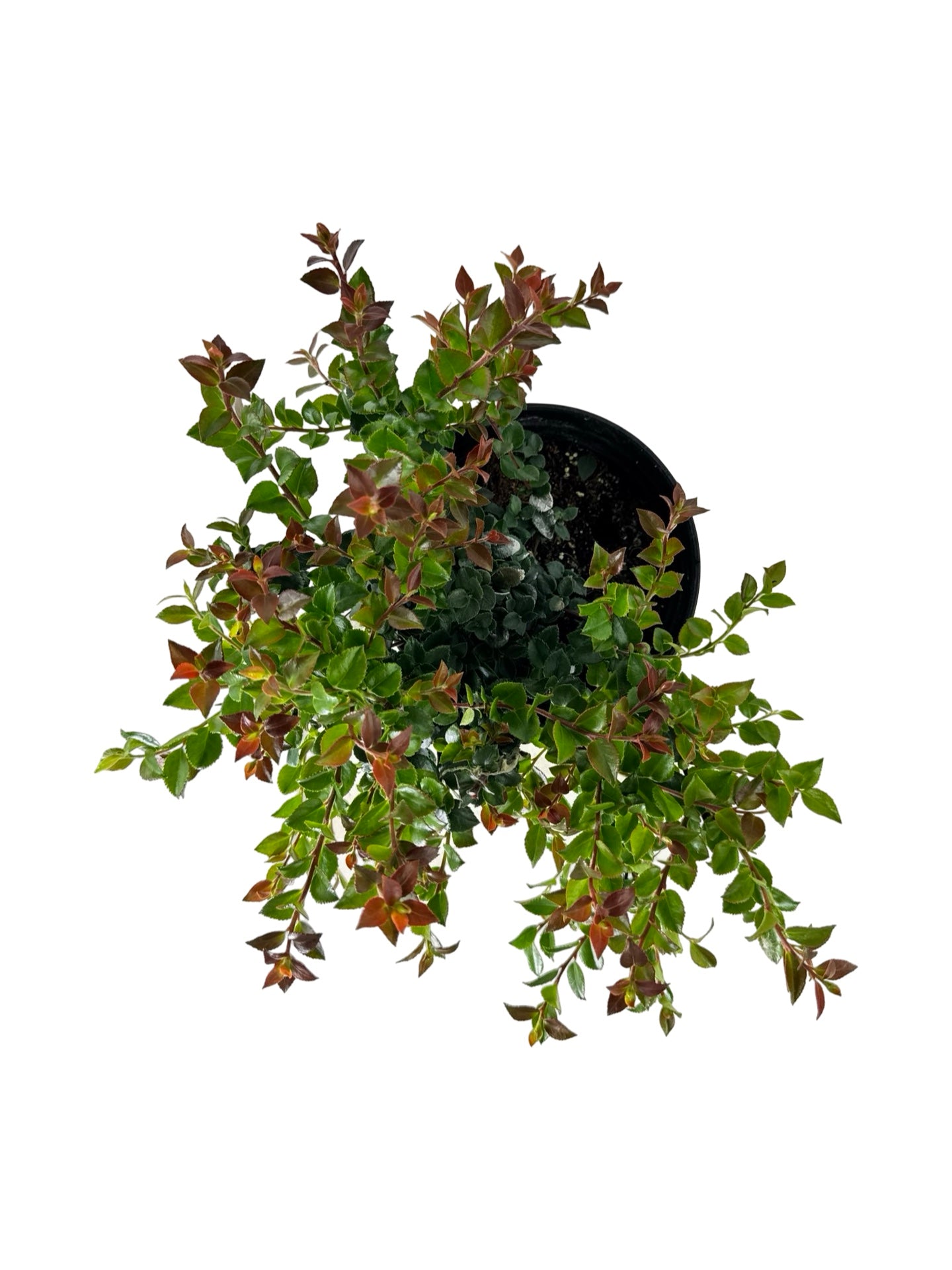 Vaccinium ovatum 'Cascade Jewel' - Perennials