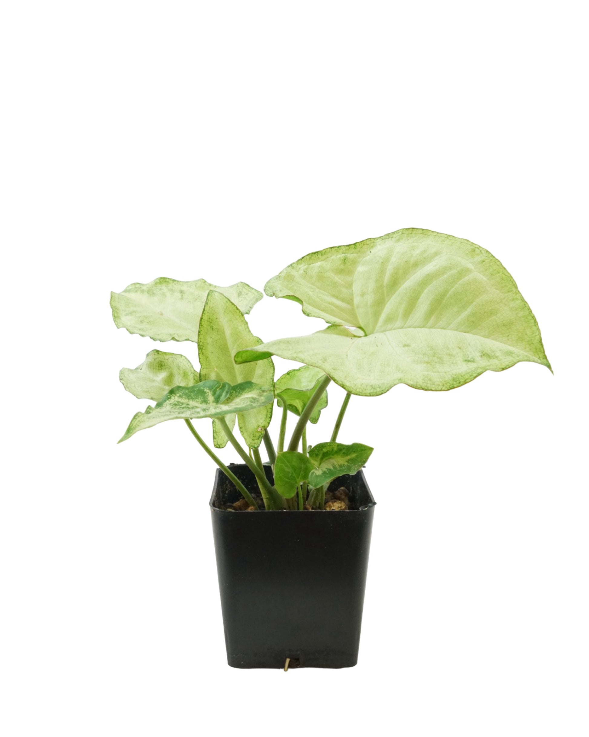 Syngonium podophyllum 'White Butterfly' - House Plants