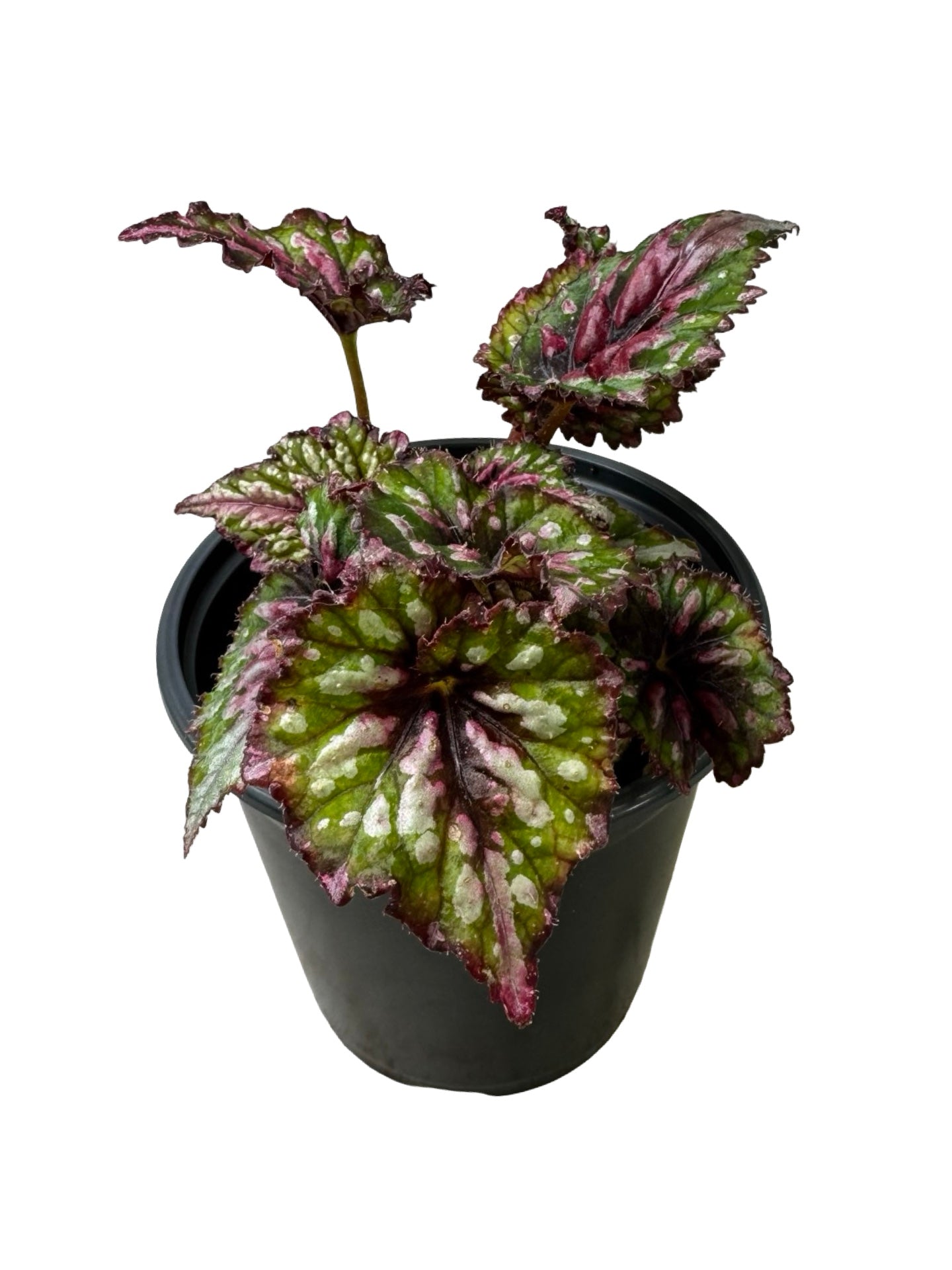 Rex Begonia 'Berry Swirl' - Annuals