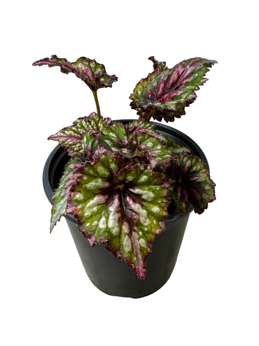 Rex Begonia 'Berry Swirl' - Annuals