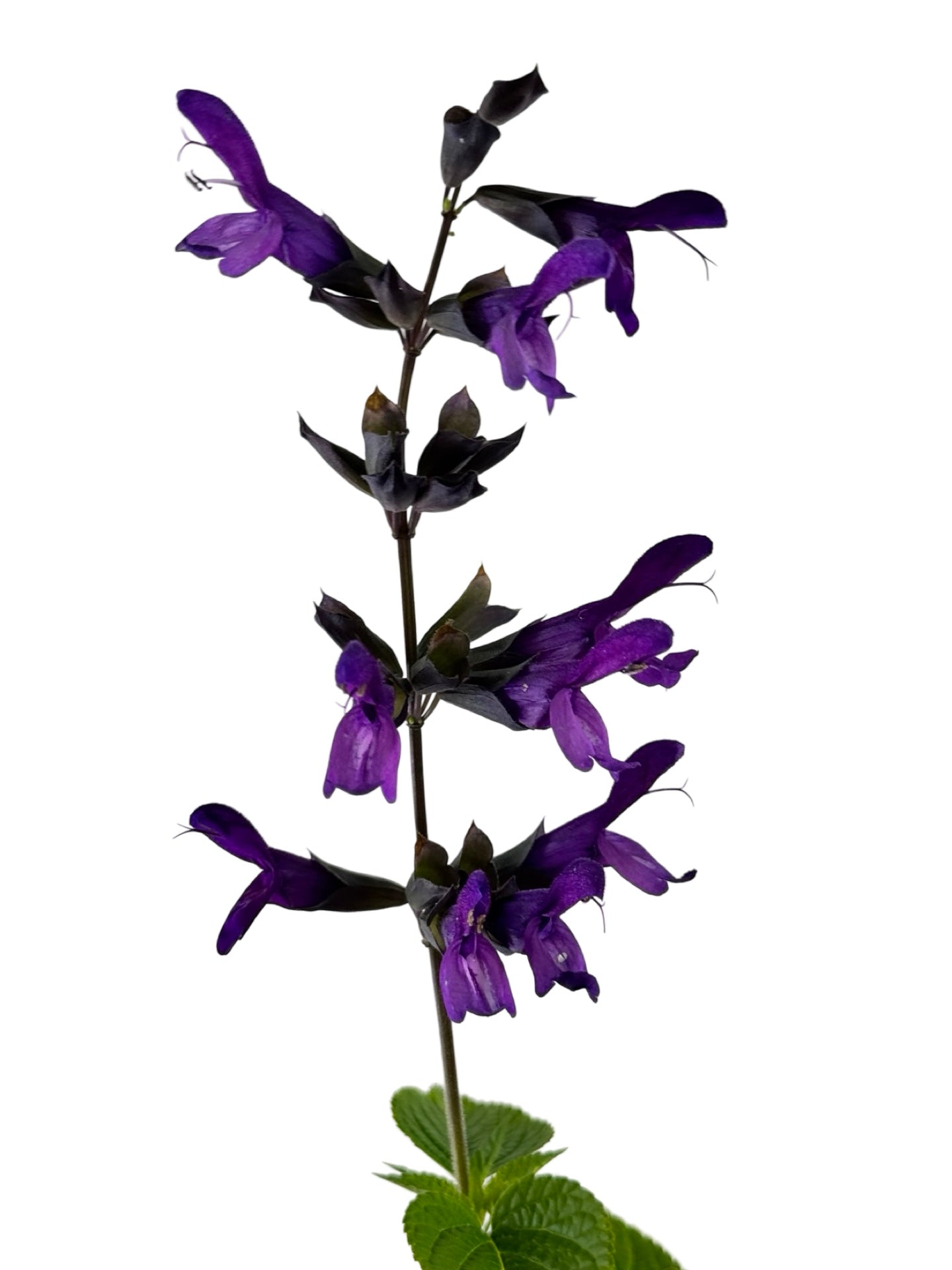 Salvia 'Purple and Bloom' - Annuals