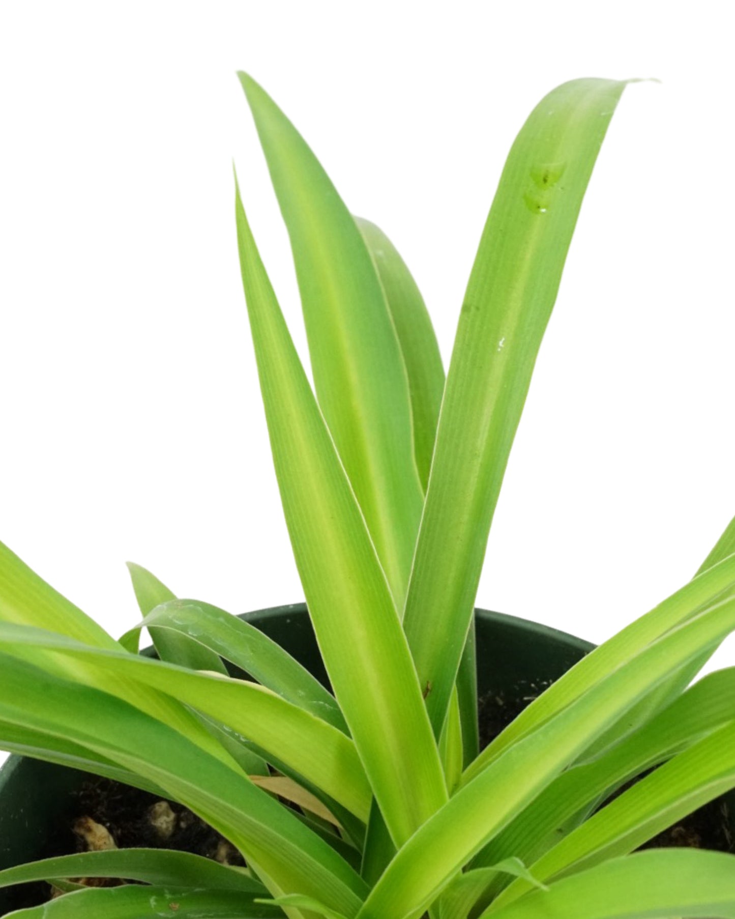 Chlorophytum Assorted - House Plants