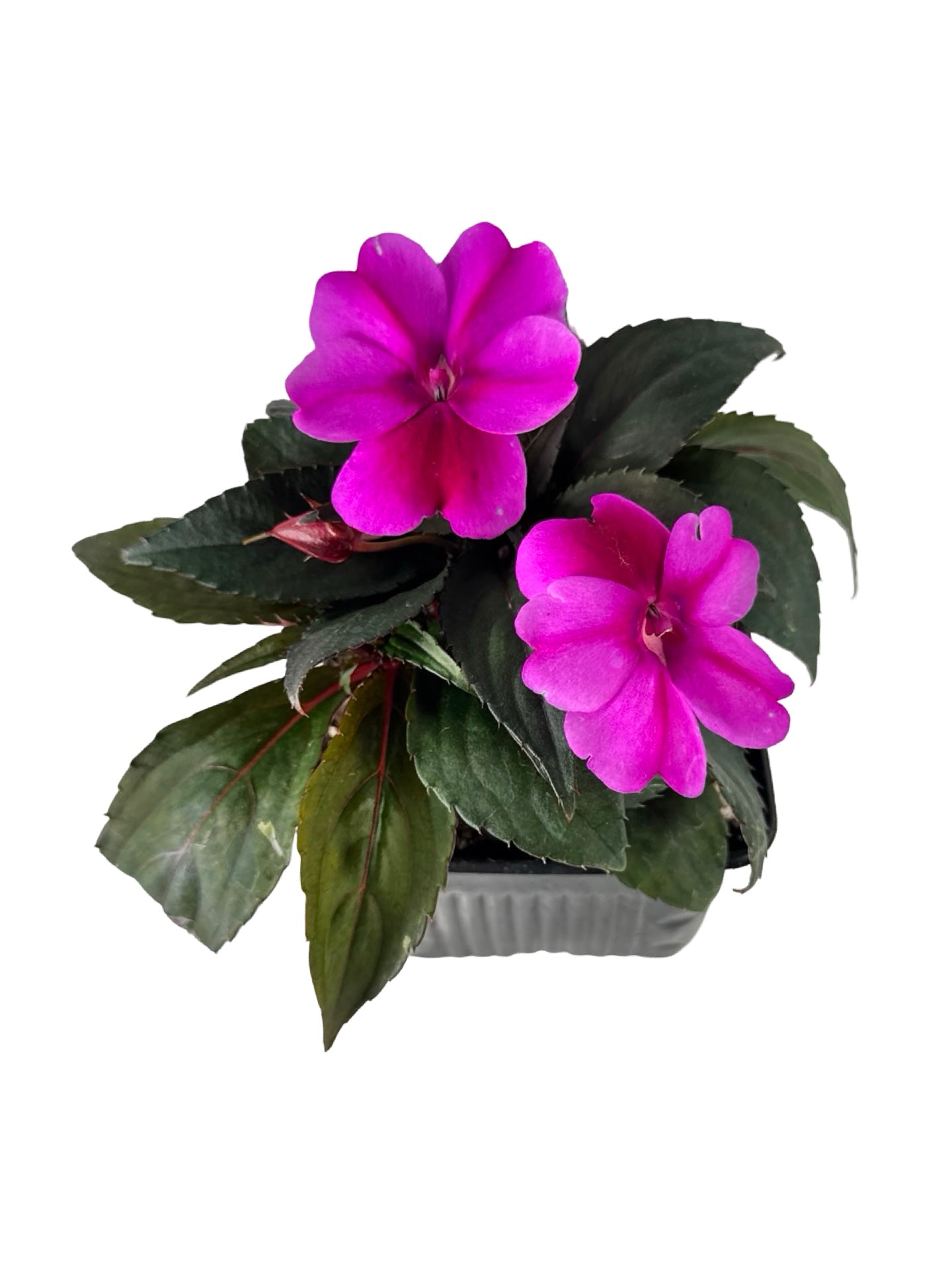 Sunpatiens compact 'Purple Candy' - Annuals
