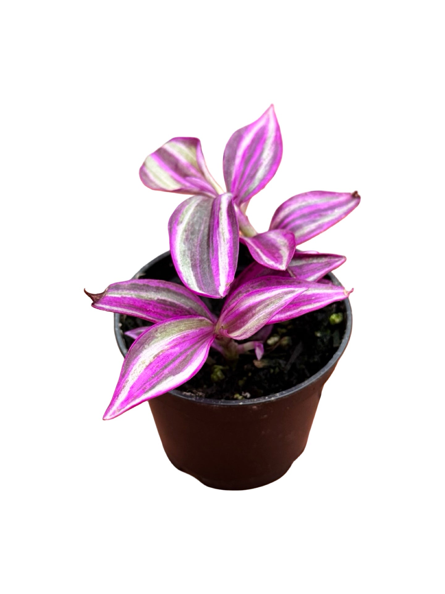 Tradescantia 'Pink Paradise' - House Plants
