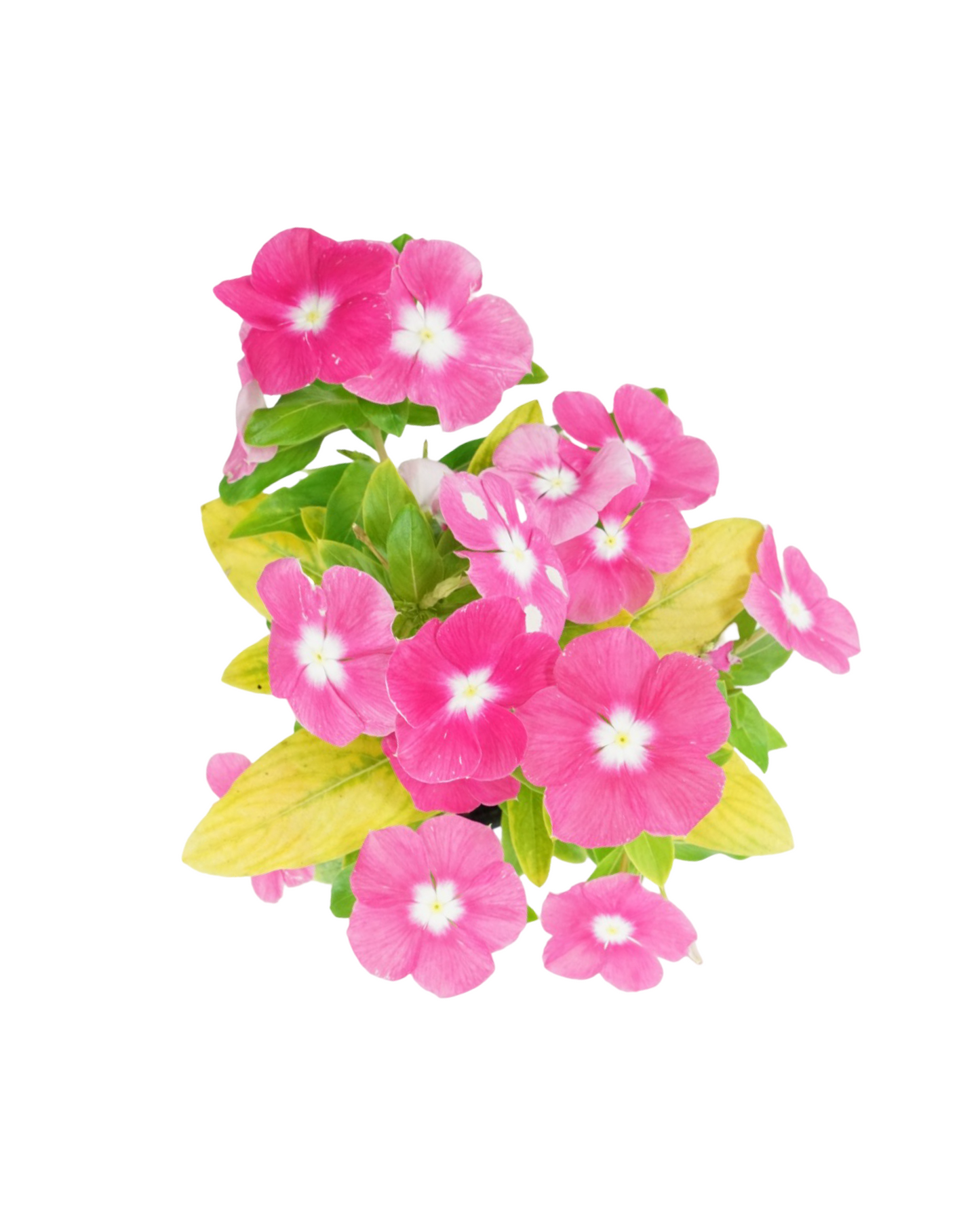 Vinca Cora XDR Mix - Annuals